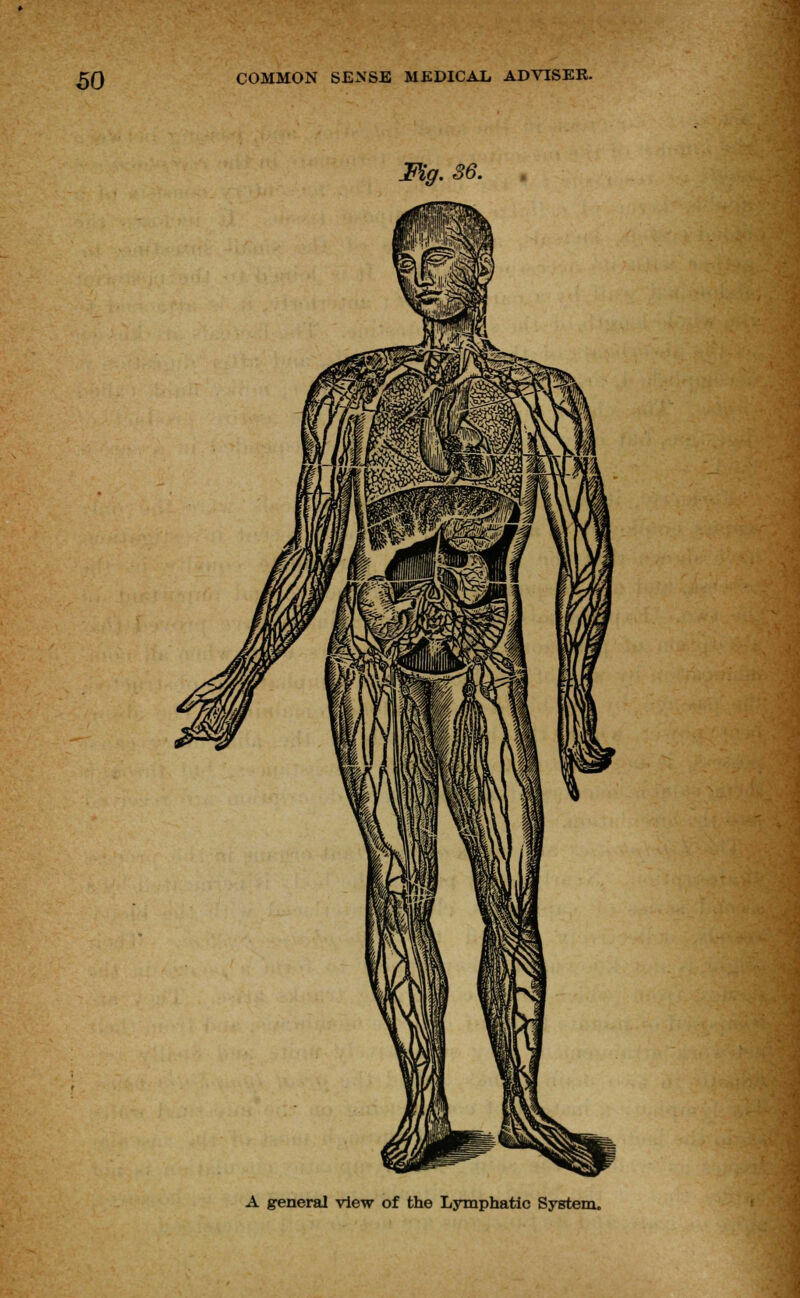 Fig. 86. A general view of the Lymphatic System.