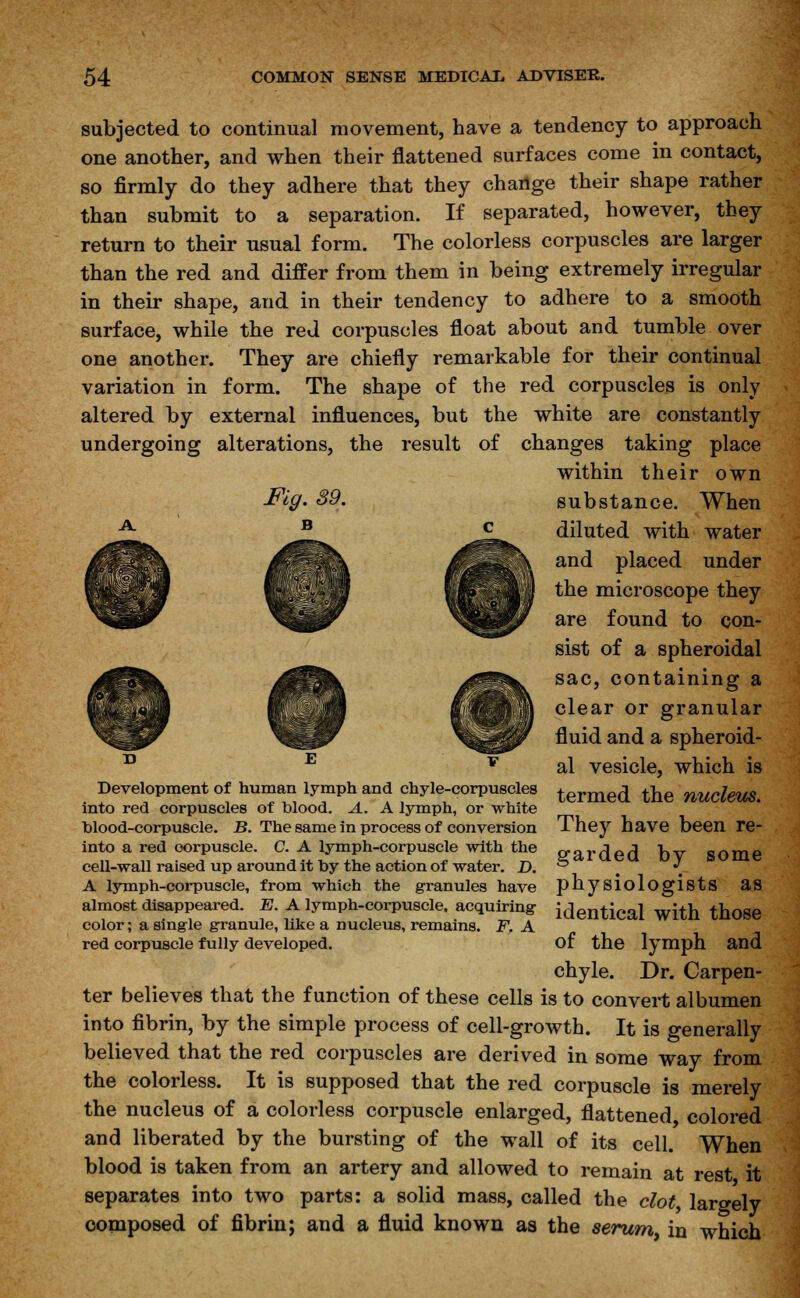 subjected to continual movement, have a tendency to approach one another, and when their flattened surfaces come in contact, so firmly do they adhere that they change their shape rather than submit to a separation. If separated, however, they return to their usual form. The colorless corpuscles are larger than the red and differ from them in being extremely irregular in their shape, and in their tendency to adhere to a smooth surface, while the red corpuscles float about and tumble over one another. They are chiefly remarkable for their continual variation in form. The shape of the red corpuscles is only altered by external influences, but the white are constantly undergoing alterations, the result of changes taking place within their own Fig. 39. substance. When A diluted with water and placed under the microscope they are found to con- sist of a spheroidal sac, containing a clear or granular fluid and a spheroid- al vesicle, which is Development of human lymph and chyle-corpuscles termed the nucleus into red corpuscles of blood. A. A lymph, or white blood-corpuscle. B. The same in process of conversion They have been re- into a red corpuscle. C. A lymph-corpuscle with the guarded bv some cell-wall raised up around it by the action of water. D. ° \ A lymph-corpuscle, from which the granules have physiologists as almost disappeared. E. A lymph-corpuscle, acquiring- identical with those color; a single granule, like a nucleus, remains. F. A red corpuscle fully developed. of the lymph and chyle. Dr. Carpen- ter believes that the function of these cells is to convert albumen into fibrin, by the simple process of cell-growth. It is generally believed that the red corpuscles are derived in some way from the colorless. It is supposed that the red corpuscle is merely the nucleus of a colorless corpuscle enlarged, flattened colored and liberated by the bursting of the wall of its cell. When blood is taken from an artery and allowed to remain at rest it separates into two parts: a solid mass, called the clot largely composed of fibrin; and a fluid known as the serum in which