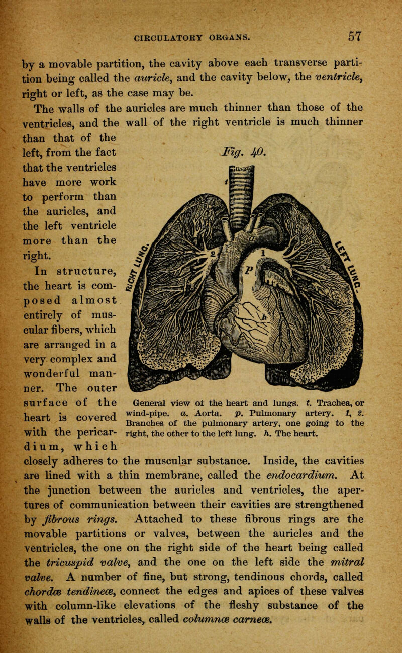 by a movable partition, the cavity above each transverse parti- tion being called the auricle, and the cavity below, the ventricle, right or left, as the case may be. The walls of the auricles are much thinner than those of the ventricles, and the wall of the right ventricle is much thinner than that of the left, from the fact Fig. Jfi. that the ventricles have more work to perform than the auricles, and the left ventricle more than the right. In structure, the heart is com- posed almost entirely of mus- cular fibers, which are arranged in a very complex and wonderful man- ner. The outer surface of the General view or the heart and lungs, t. Trachea, or heart is covered wind-pipe a. Aorta, p. Pulmonary artery U. Branches of the pulmonary artery, one going to the with the pericar- right, the other to the left lung. h. The heart. dium, which closely adheres to the muscular substance. Inside, the cavities are lined with a thin membrane, called the endocardium. At the junction between the auricles and ventricles, the aper- tures of communication between their cavities are strengthened by fibrous rings. Attached to these fibrous rings are the movable partitions or valves, between the auricles and the ventricles, the one on the right side of the heart being called the tricuspid valve, and the one on the left side the mitral valve. A number of fine, but strong, tendinous chords, called chordce tendineoz, connect the edges and apices of these valves with column-like elevations of the fleshy substance of the walls of the ventricles, called columnar camece.