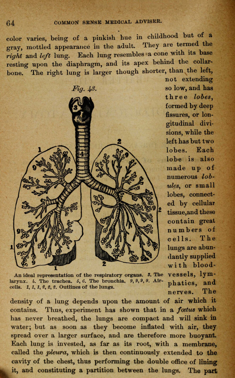 color varies, being of a pinkish hue in childhood but of a gray, mottled appearance in the adult. They are termed the right and left lung. Each lung resembles a cone with its base resting upon the diaphragm, and its apex behind the collar- bone. The right lung is larger though shorter, than the left, not extending Fig. JfS. so low, and has three lobes, formed by deep fissures, or lon- gitudinal divi- sions, while the left has but two lobes. Each lobe is also made up of numerous lob- ules, or small lobes, connect- ed by cellular tissue,and these contain great numbers of cells. The lungs are abun- dantly supplied with blood- An ideal representation of the respiratory organs. S. The vessels, lym- larynx. k. The trachea. 5,6. The bronchia, 9,9,9,9. Air- Katies and cells. 1,1,1,2,2,2. Outlines of the lungs.  ' nerves. Ine density of a lung depends upon the amount of air which it contains. Thus, experiment has shown that in a foetus which has never breathed, the lungs are compact and will sink in water; but as soon as they become inflated with air, they spread over a larger surface, and are therefore more buoyant. Each lung is invested, as far as its root, with a membrane, called the pleura, which is then continuously extended to the cavity of the chest, thus performing the double office of lining it, and constituting a partition between the lungs. The part