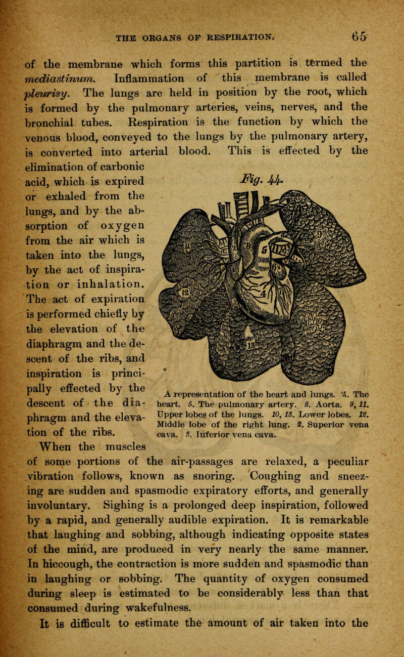 of the membrane which forms this partition is termed the mediastinum. Inflammation of this membrane is called pleurisy. The lungs are held in position by the root, which is formed by the pulmonary arteries, veins, nerves, and the bronchial tubes. Respiration is the function by which the venous blood, conveyed to the lungs by the pulmonary artery, is converted into arterial blood. This is effected by the elimination of carbonic acid, which is expired ™ig. 44~ or exhaled from the lungs, and by the ab- sorption of oxygen from the air which is taken into the lungs, by the act of inspira- tion or inhalation. The act of expiration is performed chiefly by the elevation of the diaphragm and the de- scent of the ribs, and inspiration is princi- pally effected by the descent of the dia- phragm and the eleva- tion of the ribs. When the muscles of some portions of the air-passages are relaxed, a peculiar vibration follows, known as snoring. Coughing and sneez- ing are sudden and spasmodic expiratory efforts, and generally involuntary. Sighing is a prolonged deep inspiration, followed by a rapid, and generally audible expiration. It is remarkable that laughing and sobbing, although indicating opposite states of the mind, are produced in very nearly the same manner. In hiccough, the contraction is more sudden and spasmodic than in laughing or sobbing. The quantity of oxygen consumed during sleep is estimated to be considerably less than that consumed during wakefulness. It is difficult to estimate the amount of air taken into the A representation of the heart and lungs. %. The heart. 5. The pulmonary artery. 8. Aorta. 9,11. Upper lobes of the lungs. 10, 13. Lower lobes. 12. Middle lobe of the right lung. 3. Superior vena cava. 3. Inferior vena cava.