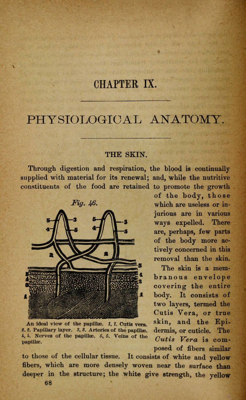 PHYSIOLOGICAL ANATOMY. THE SKIN. Through digestion and respiration, the blood is continually supplied with material for its renewal; and, while the nutritive constituents of the food are retained to promote the growth of the body, those Fig. J/.6. which are useless or in- jurious are in various ways expelled. There are, perhaps, few parts of the body more ac- tively concerned in this removal than the skin. The skin is a mem- branous envelope covering the entire body. It consists of two layers, termed the Cutis Vera, or true skin, and the Epi- dermis, or cuticle. The Cutis Vera is com- posed of fibers similar to those of the cellular tissue. It consists of white and yellow fibers, which are more densely woven near the surface than deeper in the structure; the white give strength, the yellow 68 An ideal view of the papillae. 1, 1. Cutis vera. 2. 2. Papillary layer. 3, 3. Arteries of the papilla?. A, k. Nerves of the papillae. 5, 5. Veins of the papilla?.