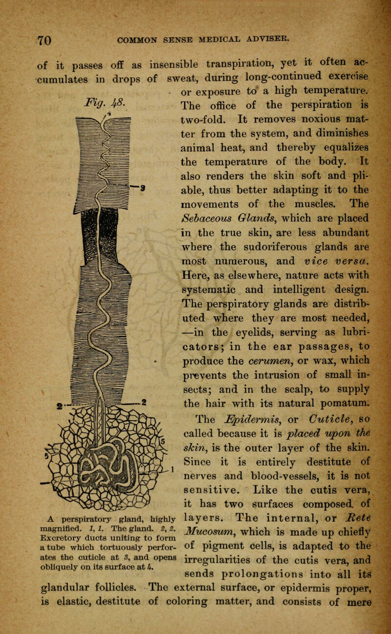 Fig. Jf8. of it passes off as insensible transpiration, yet it often ac- cumulates in drops of sweat, during long-continued exercise or exposure to a high temperature. The office of the perspiration is two-fold. It removes noxious mat- ter from the system, and diminishes animal heat, and thereby equalizes the temperature of the body. It also renders the skin soft and pli- able, thus better adapting it to the movements of the muscles. The Sebaceous Glands, which are placed in the true skin, are less abundant where the sudoriferous glands are most numerous, and vice versa. Here, as elsewhere, nature acts with systematic and intelligent design. The perspiratory glands are distrib- uted where they are most needed, —in the eyelids, serving as lubri- cators; in the ear passages, to produce the cerumen, or wax, which prevents the intrusion of small in- sects; and in the scalp, to supply the hair with its natural pomatum. The Epidermis, or Cuticle, so called because it is placed upon the skin, is the outer layer of the skin. Since it is entirely destitute of nerves and blood-vessels, it is not sensitive. Like the cutis vera, it has two surfaces composed, of A perspiratory gland, highly layers. The internal, or Rete magnified 1,1 The gland. *, «. Mucosum, which is made up chiefly Excretory ducts uniting to form ,. . r J a tube which tortuously perfor- of pigment cells, is adapted to the ates the cuticle at 8, and opens irregularities of the cutis vera, and obliquely on its surface at h. ^ . . sends prolongations into all its glandular follicles. The external surface, or epidermis proper, is elastic, destitute of coloring matter, and consists of mere