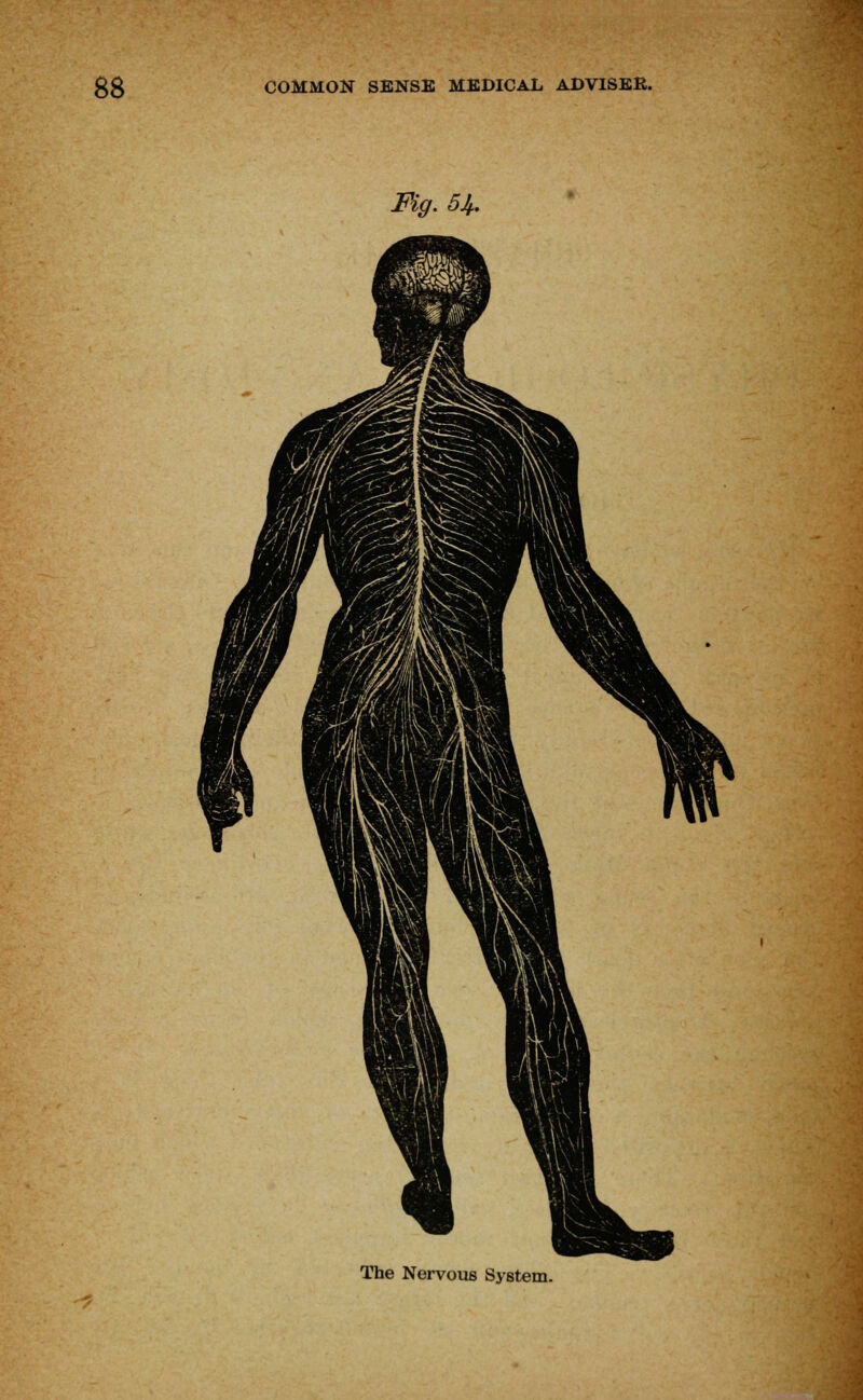 Fig. 54. The Nervous System.