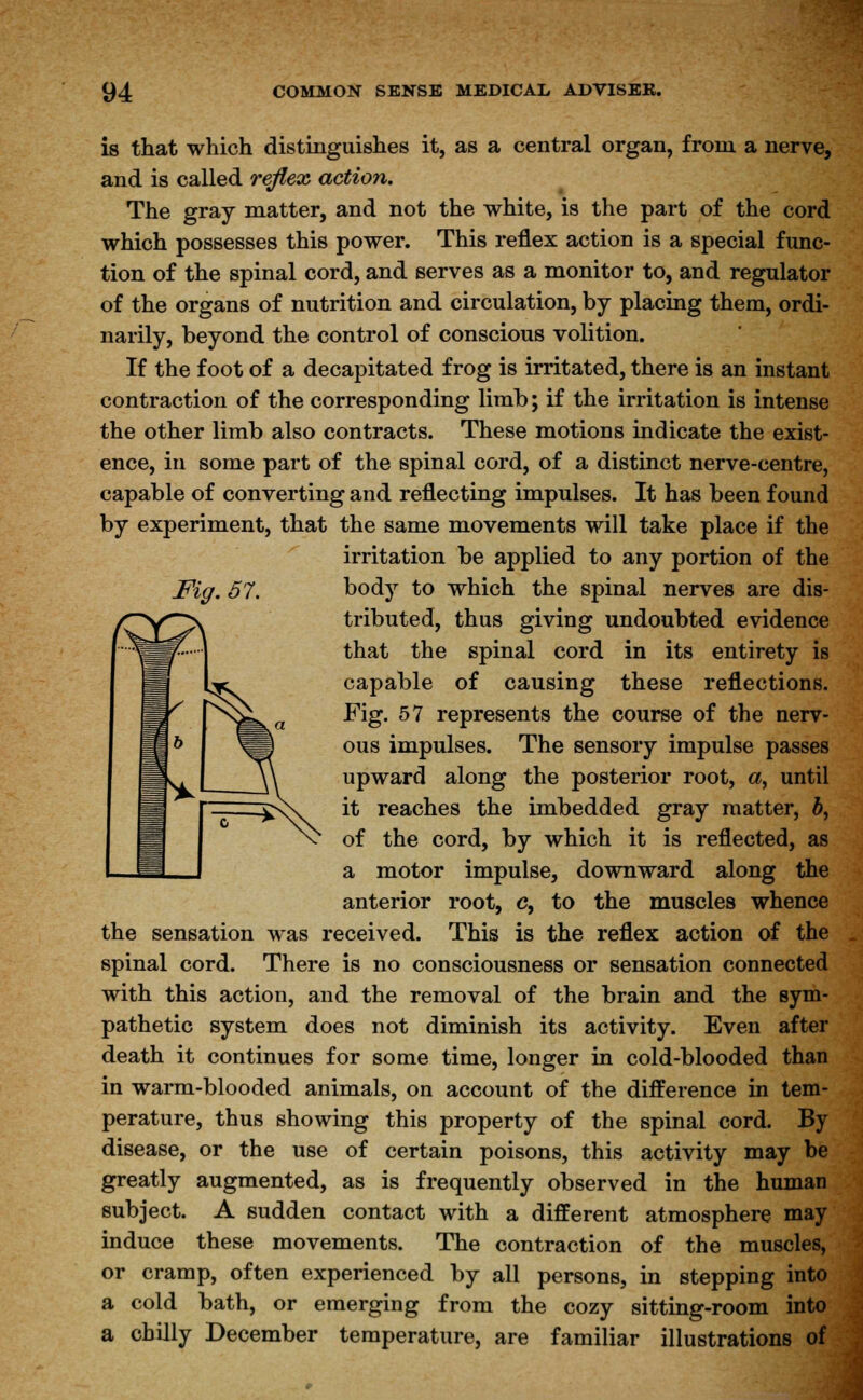 Fig. 57. is that which distinguishes it, as a central organ, from a nerve, and is called reflex action. The gray matter, and not the white, is the part of the cord which possesses this power. This reflex action is a special func- tion of the spinal cord, and serves as a monitor to, and regulator of the organs of nutrition and circulation, by placing them, ordi- narily, beyond the control of conscious volition. If the foot of a decapitated frog is irritated, there is an instant contraction of the corresponding limb; if the irritation is intense the other limb also contracts. These motions indicate the exist- ence, in some part of the spinal cord, of a distinct nerve-centre, capable of converting and reflecting impulses. It has been found by experiment, that the same movements will take place if the irritation be applied to any portion of the body to which the spinal nerves are dis- tributed, thus giving undoubted evidence that the spinal cord in its entirety is capable of causing these reflections. Fig. 57 represents the course of the nerv- ous impulses. The sensory impulse passes upward along the posterior root, a, until it reaches the imbedded gray matter, b, of the cord, by which it is reflected, as a motor impulse, downward along the anterior root, c, to the muscles whence the sensation was received. This is the reflex action of the spinal cord. There is no consciousness or sensation connected with this action, and the removal of the brain and the sym- pathetic system does not diminish its activity. Even after death it continues for some time, longer in cold-blooded than in warm-blooded animals, on account of the difference in tem- perature, thus showing this property of the spinal cord. By disease, or the use of certain poisons, this activity may be greatly augmented, as is frequently observed in the human subject. A sudden contact with a different atmosphere may induce these movements. The contraction of the muscles, or cramp, often experienced by all persons, in stepping into a cold bath, or emerging from the cozy sitting-room into a chilly December temperature, are familiar illustrations of