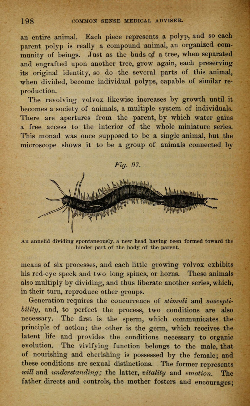 an entire animal. Each piece represents a polyp, and so each parent polyp is really a compound animal, an organized com- munity of beings. Just as the buds of a tree, when separated and engrafted upon another tree, grow again, each preserving its original identity, so do the several parts of this animal, when divided, become individual polyps, capable of similar re- production. The revolving volvox likewise increases by growth until it becomes a society of animals, a multiple system of individuals. There are apertures from the parent, by which water gains a free access to the interior of the whole miniature series. This monad was once supposed to be a single animal, but the microscope shows it to be a group of animals connected by Fig. 97. An annelid dividing spontaneously, a new head having- Deen formed toward the hinder part of the body of the parent. means of six processes, and each little growing volvox exhibits his red-eye speck and two long spines, or horns. These animals also multiply by dividing, and thus liberate another series, which, in their turn, reproduce other groups. Generation requires the concurrence of stimuli and suscepti- bility, and, to perfect the process, two conditions are also necessary. The first is the sperm, which communicates the principle of action; the other is the germ, which receives the latent life and provides the conditions necessary to organic evolution. The vivifying function belongs to the male, that of nourishing and cherishing is possessed by the female; and these conditions are sexual distinctions. The former represents will and understanding; the latter, vitality and emotion. The father directs and controls, the mother fosters and encourages;