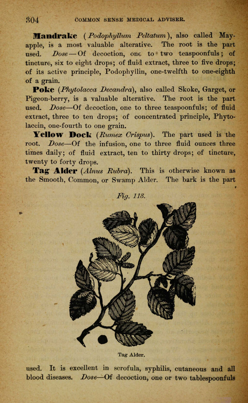 Ulandrake {Podophyllum Peltatum), also called May- apple, is a most valuable alterative. The root is the part used. Dose — Of decoction, one to two teaspoonfuls; of tincture, six to eight drops; of fluid extract, three to five drops; of its active principle, Podophyllin, one-twelfth to one-eighth of a grain. Poke {Phytolacca Decandra), also called Skoke, Garget, or Pigeon-berry, is a valuable alterative. The root is the part used. Dose—Of decoction, one to three teaspoonf uls; of fluid extract, three to ten drops; of concentrated principle, Phyto- laccin, one-fourth to one grain. Yellow Dock (Rumex Crispus). The part used is the root. Dose—Of the infusion, one to three fluid ounces three times daily; of fluid extract, ten to thirty drops; of tincture, twenty to forty drops. Tag Alder (Alnus Rubra). This is otherwise known as the Smooth, Common, or Swamp Alder. The bark is the part i Fig. US. Tag Alder. used. It is excellent in scrofula, syphilis, cutaneous and all blood diseases. Dose—Of decoction, one or two tablespoonfuls