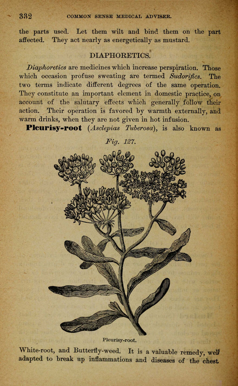 the parts used. Let them wilt and bind them on the part affected. They act nearly as energetically as mustard. DIAPHORETICS. Diaphoretics are medicines which increase perspiration. Those which occasion profuse sweating are termed Sudorifics. The two terms indicate different degrees of the same operation. They constitute an important element in domestic practice, on account of the salutary effects which generally follow their action. Their operation is favored by warmth externally, and warm drinks, when they are not given in hot infusion. Pleurisy-root (Asclepias Tuberosa), is also known as Fig. 127. Pleurisy-root. White-root, and Butterfly-weed. It is a valuable remedy, weU adapted to break up inflammations and diseases of the chest