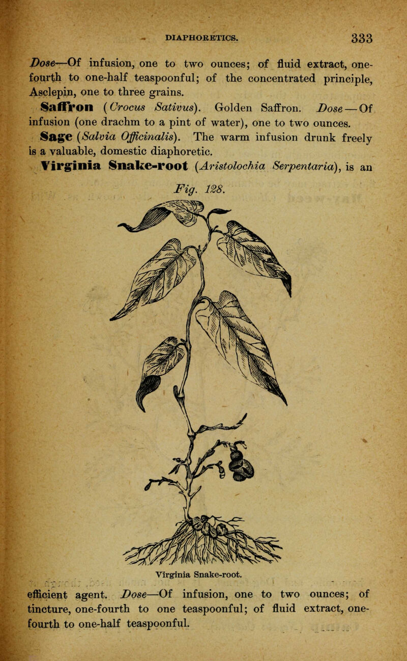 Dose—Of infusion, one to two ounces; of fluid extract, one- fourth to one-half teaspoonful; of the concentrated principle, Asclepin, one to three grains. Saffron (Crocus Sativus). Golden Saffron. Dose — Of infusion (one drachm to a pint of water), one to two ounces. Sage (Salvia Officinalis). The warm infusion drunk freely is a valuable, domestic diaphoretic. Virginia Snake-root (Aristolochia Serpentaria), is an Fig. 128. Virginia Snake-root. efficient agent. Dose—Of infusion, one to two ounces; of tincture, one-fourth to one teaspoonful; of fluid extract, one- fourth to one-half teaspoonful.