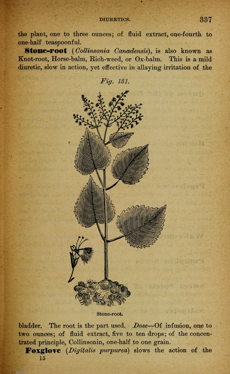 the plant, one to three ounces; of fluid extract, one-fourth to one-half teaspoonful. Stone-root (Collinsonia Canadensis), is also known as Knot-root, Horse-balm, Rich-weed, or Ox-balm. This is a mild diuretic, slow in action, yet effective in allaying irritation of the Fig. 181. Stone-root. bladder. The root is the part used. Dose—Of infusion, one to two ounces; of fluid extract, five to ten drops; of the concen- trated principle, Collinsonin, one-half to one grain. Foxglove {Digitalis purpurea) slows the action of the 15