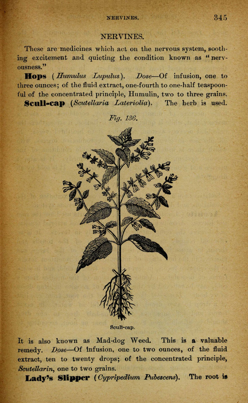 NERVINES. These are medicines which act on the nervous system, sooth- ing excitement and quieting the condition known as  nerv- ousness. Hops (Humulus JLupulus). Dose—Of infusion, one to three ounces; of the fluid extract, one-fourth to one-half teaspoon- ful of the concentrated principle, Humulin, two to three grains. Scilll-cap {Scutellaria Lateriolia). The herb is used. Fig. 136. Scull-cap,. It is also known as Mad-dog Weed. This is a valuable remedy. Dose—Of infusion, one to two ounces, of the fluid extract, ten to twenty drops; of the concentrated principle, Scutellaria,, one to two grains. Lady's Slipper (Cypripedium Pubescens). The root is