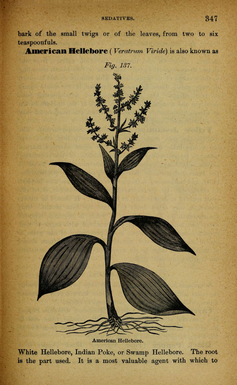 bark of the small twigs or of the leaves, from two to six teaspoonfuls. American Hellebore ( Veratrum Viride) is also known as Fig. 137. American Hellebore. White Hellebore, Indian Poke, or Swamp Hellebore. The root is the part used. It is a most valuable agent with which to