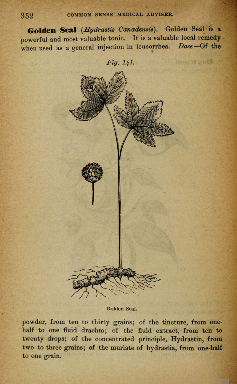 CvOlden Seal (Hydrastis Canadensis). Golden Seal is a powerful and most valuable tonic. It is a valuable local remedy when used as a general injection in leucorrbea. Dose —Of the Fig. HI. Golden Seal. powder, from ten to thirty grains; of the tincture, from one- half to one fluid drachm; of the fluid extract, from ten to twenty drops; of the concentrated principle, Hydrastin, from two to three grains; of the muriate of hydrastia, from one-half to one grain.