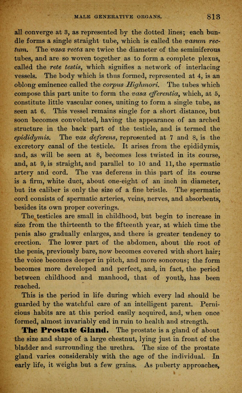 all converge at 3, as represented by the dotted lines; each bun- dle forms a single straight tube, which is called the vasum rec- tum. The vasa recta are twice the diameter of the seminiferous tubes, and are so woven together as to form a complete plexus, called the rete testis, which signifies a network of interlacing vessels. The body which is thus formed, represented at 4, is an oblong eminence called the corpus Highmori. The tubes which compose this part unite to form the vasa efferentia, which, at 5, constitute little vascular cones, uniting to form a single tube, as seen at 6. This vessel remains single for a short distance, but soon becomes convoluted, having the appearance of an arched structure in the back part of the testicle, and is termed the epididymis. The vas deferens, represented at 7 and 8, is the excretory canal of the testicle. It arises from the epididymis, and, as will be seen at 8, becomes less twisted in its course, and, at 9, is straight, and parallel to 10 and 11, the spermatic artery and cord. The vas deferens in this part of its course is a firm, white duct, about one-eight of an inch in diameter, but its caliber is only the size of a fine bristle. The spermatic cord consists of spermatic arteries, veins, nerves, and absorbents, besides its own proper coverings. The testicles are small in childhood, but begin to increase in size from the thirteenth to the fifteenth year, at which time the penis also gradually enlarges, and there is greater tendency to erection. The lower part of the abdomen, about the root of the penis, previously bare, now becomes covered with short hair; the voice becomes deeper in pitch, and more sonorous; the form becomes more developed and perfect, and, in fact, the period between childhood and manhood, that of youth, has been reached. This is the period in life during which every lad should be guarded by the watchful care of an intelligent parent. Perni- cious habits are at this period easily acquired, and, when once formed, almost invariably end in ruin to health and strength. The Prostate Gland. The prostate is a gland of about the size and shape of a large chestnut, lying just in front of the bladder and surrounding the urethra. The size of the prostate gland varies considerably with the age of the individual. In early life, it weighs but a few grains. As puberty approaches,