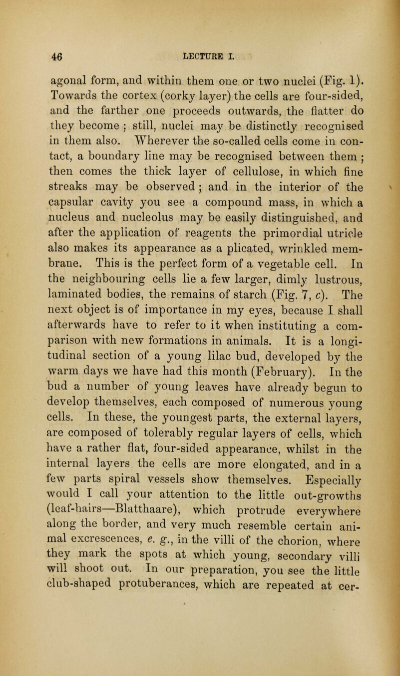 agonal form, and within them one or two nuclei (Fig. 1). Towards the cortex (corky layer) the cells are four-sided, and the farther one proceeds outwards, the flatter do they become ; still, nuclei may be distinctly recognised in them also. Wherever the so-called cells come in con- tact, a boundary line may be recognised between them ; then comes the thick layer of cellulose, in which fine streaks may be observed ; and in the interior of the capsular cavity you see a compound mass, in which a nucleus and nucleolus may be easily distinguished, and after the application of reagents the primordial utricle also makes its appearance as a plicated, wrinkled mem- brane. This is the perfect form of a vegetable cell. In the neighbouring cells lie a few larger, dimly lustrous, laminated bodies, the remains of starch (Fig. 7, c). The next object is of importance in my eyes, because I shall afterwards have to refer to it when instituting a com- parison with new formations in animals. It is a longi- tudinal section of a young lilac bud, developed by the warm days we have had this month (February). In the bud a number of young leaves have already begun to develop themselves, each composed of numerous young cells. In these, the youngest parts, the external layers, are composed of tolerably regular layers of cells, which have a rather flat, four-sided appearance, whilst in the internal layers the cells are more elongated, and in a few parts spiral vessels show themselves. Especially would I call your attention to the little out-growths (leaf-hairs—Blatthaare), which protrude everywhere along the border, and very much resemble certain ani- mal excrescences, e. g., in the villi of the chorion, where they mark the spots at which young, secondary villi will shoot out. In our preparation, you see the little club-shaped protuberances, which are repeated at cer-