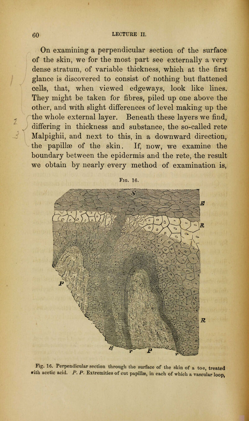 On examining a perpendicular section of the surface of the skin, we for the most part see externally a very dense stratum, of variable thickness, which at the first glance is discovered to consist of nothing but flattened cells, that, when viewed edgeways, look like lines. They might be taken for fibres, piled up one above the other, and with slight differences of level making up the the whole external layer. Beneath these layers we find, differing in thickness and substance, the so-called rete Malpighii, and next to this, in a downward direction, the papillae of the skin. If, now, we examine the boundary between the epidermis and the rete, the result we obtain by nearly every method of examination is, Fig. 16. Fig. 16. Perpendicular section through the surface of the skin of a toe, treated with acetic acid. P. P. Extremities of cut papillae, in each of which a vascular loop,