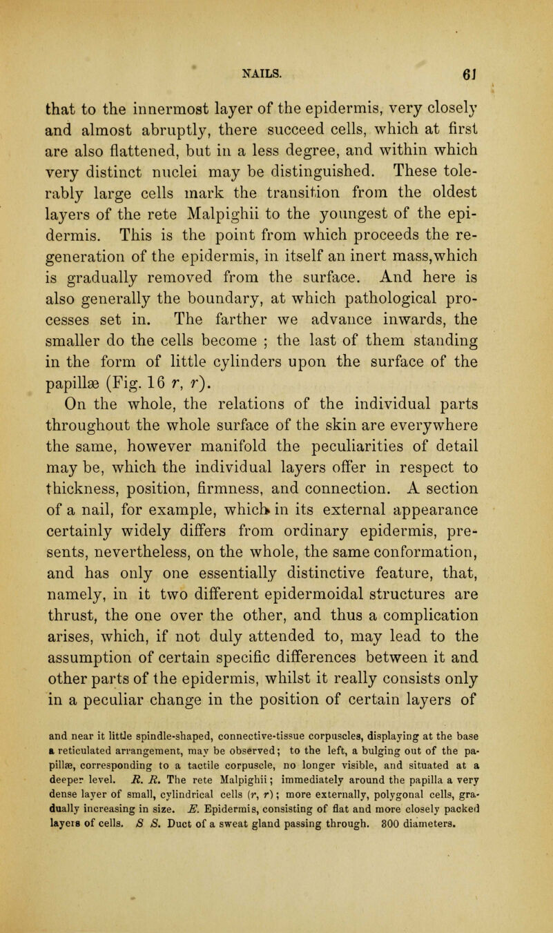 that to the innermost layer of the epidermis, very closely and almost abruptly, there succeed cells, which at first are also flattened, but in a less degree, and within which very distinct nuclei may be distinguished. These tole- rably large cells mark the transition from the oldest layers of the rete Malpighii to the youngest of the epi- dermis. This is the point from which proceeds the re- generation of the epidermis, in itself an inert mass,which is gradually removed from the surface. And here is also generally the boundary, at which pathological pro- cesses set in. The farther we advance inwards, the smaller do the cells become ; the last of them standing in the form of little cylinders upon the surface of the papillae (Fig. 16 r, r). On the whole, the relations of the individual parts throughout the whole surface of the skin are everywhere the same, however manifold the peculiarities of detail may be, which the individual layers offer in respect to thickness, position, firmness, and connection. A section of a nail, for example, which* in its external appearance certainly widely differs from ordinary epidermis, pre- sents, nevertheless, on the whole, the same conformation, and has only one essentially distinctive feature, that, namely, in it two different epidermoidal structures are thrust, the one over the other, and thus a complication arises, which, if not duly attended to, may lead to the assumption of certain specific differences between it and other parts of the epidermis, whilst it really consists only in a peculiar change in the position of certain layers of and near it little spindle-shaped, connective-tissue corpuscles, displaying at the base a reticulated arrangement, may be observed; to the left, a bulging out of the pa- pillae, corresponding to a tactile corpuscle, no longer visible, and situated at a deeper level. It. E. The rete Malpighii; immediately around the papilla a very dense layer of small, cylindrical cells (r, r); more externally, polygonal cells, gra- dually increasing in size. E. Epidermis, consisting of flat and more closely packed layers of cells. & S. Duct of a sweat gland passing through. 800 diameters.