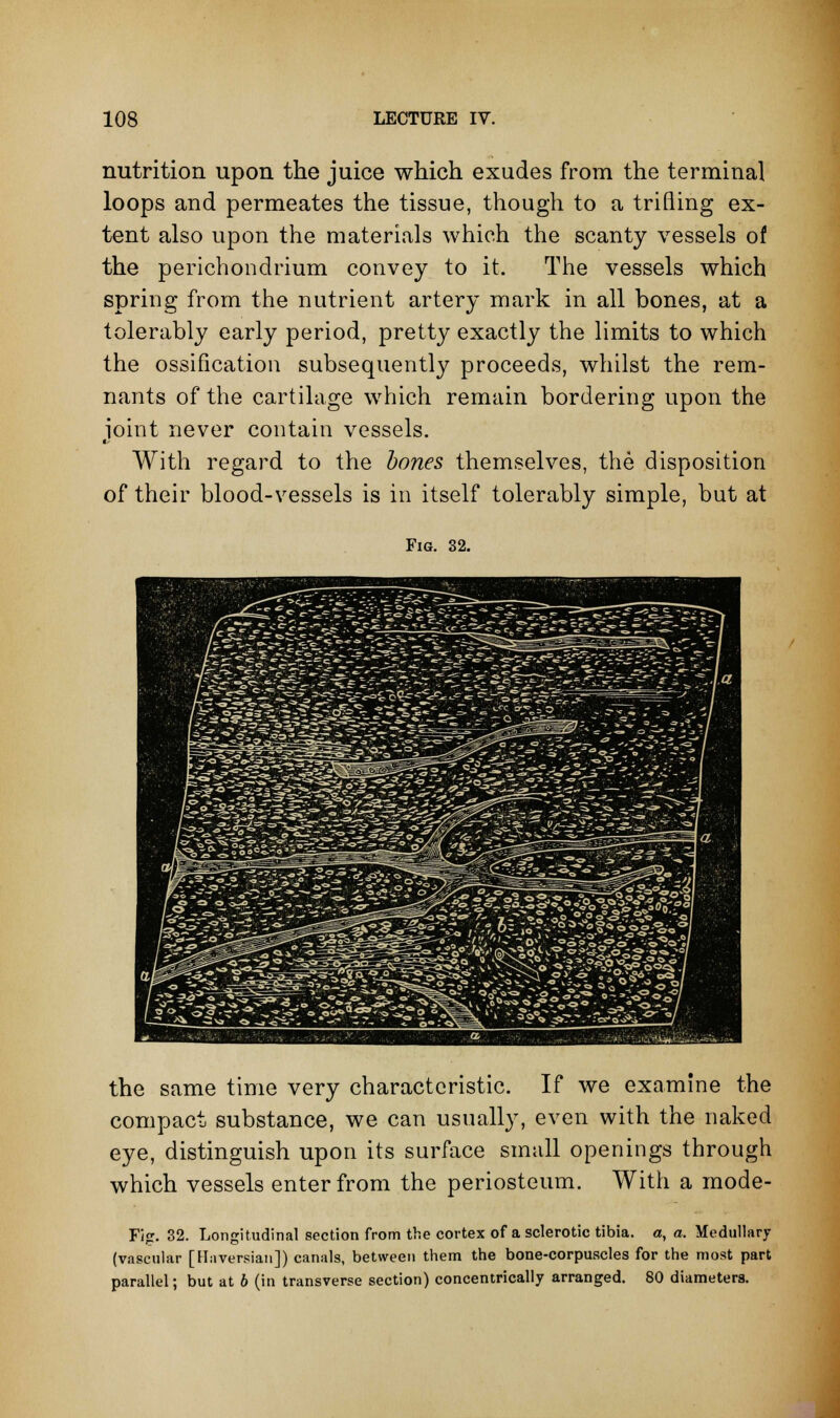 nutrition upon the juice which exudes from the terminal loops and permeates the tissue, though to a trifling ex- tent also upon the materials which the scanty vessels of the perichondrium convey to it. The vessels which spring from the nutrient artery mark in all bones, at a tolerably early period, pretty exactly the limits to which the ossification subsequently proceeds, whilst the rem- nants of the cartilage which remain bordering upon the joint never contain vessels. With regard to the bones themselves, the disposition of their blood-vessels is in itself tolerably simple, but at Fig. 32. the same time very characteristic. If we examine the compact substance, we can usually, even with the naked eye, distinguish upon its surface small openings through which vessels enter from the periosteum. With a mode- Fig. 32. Longitudinal section from the cortex of a sclerotic tibia, a, a. Medullary (vascular [Haversian]) canals, between them the bone-corpuscles for the most part parallel; but at 6 (in transverse section) concentrically arranged. 80 diameters.