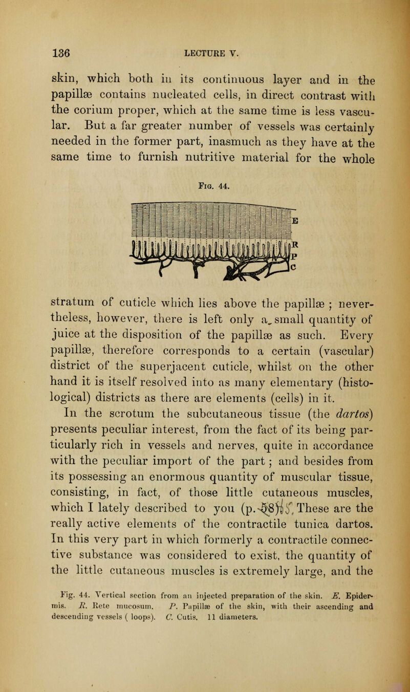 skin, which both in its continuous layer and in the papillae contains nucleated cells, in direct contrast with the corium proper, which at the same time is less vascu- lar. But a far greater number of vessels was certainly needed in the former part, inasmuch as they have at the same time to furnish nutritive material for the whole Fig. 44. ; ■! I; ; : stratum of cuticle which lies above the papillae ; never- theless, however, there is left only a. small quantity of juice at the disposition of the papillae as such. Every papillae, therefore corresponds to a certain (vascular) district of the superjacent cuticle, whilst on the other hand it is itself resolved into as many elementary (histo- logical) districts as there are elements (cells) in it. In the scrotum the subcutaneous tissue (the dartos) presents peculiar interest, from the fact of its being par- ticularly rich in vessels and nerves, quite in accordance with the peculiar import of the part j and besides from its possessing an enormous quantity of muscular tissue, consisting, in fact, of those little cutaneous muscles, which I lately described to you (p.^fijii', These are the really active elements of the contractile tunica dartos. In this very part in which formerly a contractile connec- tive substance was considered to exist, the quantity of the little cutaneous muscles is extremely large, and the Fig. 44. Vertical section from an injected preparation of the skin. E. Epider- mis. R. Rete mucosum. P. Papillae of the skin, with their ascending and descending vessels ( loops). C. Cutis. 11 diameters.