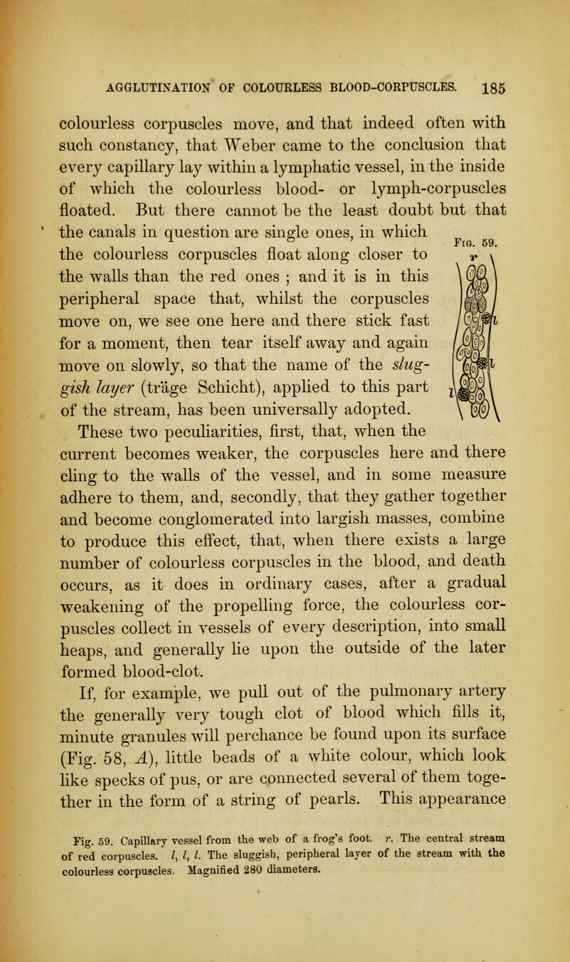 colourless corpuscles move, and that indeed often with such constancy, that Weber came to the conclusion that every capillary lay within a lymphatic vessel, in the inside of which the colourless blood- or lymph-corpuscles floated. But there cannot be the least doubt but that the canals in question are single ones, in which the colourless corpuscles float along closer to the walls than the red ones ; and it is in this peripheral space that, whilst the corpuscles move on, we see one here and there stick fast for a moment, then tear itself away and again move on slowly, so that the name of the slug- gish layer (tr'age Schicht), applied to this part of the stream, has been universally adopted. These two peculiarities, first, that, when the current becomes weaker, the corpuscles here and there cling to the walls of the vessel, and in some measure adhere to them, and, secondly, that they gather together and become conglomerated into largish masses, combine to produce this effect, that, when there exists a large number of colourless corpuscles in the blood, and death occurs, as it does in ordinary cases, after a gradual weakening of the propelling force, the colourless cor- puscles collect in vessels of every description, into small heaps, and generally lie upon the outside of the later formed blood-clot. If, for example, we pull out of the pulmonary artery the generally very tough clot of blood which fills it, minute granules will perchance be found upon its surface (Fig. 58, A), little beads of a white colour, which look like specks of pus, or are connected several of them toge- ther in the form of a string of pearls. This appearance Fig. 59. Capillary vessel from the web of a frog's foot. r. The central stream of red corpuscles. I, I, I. The sluggish, peripheral layer of the stream with the colourless corpuscles. Magnified 280 diameters.