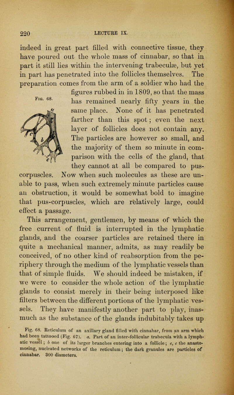 indeed in great part filled with connective tissue, they have poured out the whole mass of cinnabar, so that in part it still lies within the intervening trabecular, but yet in part has penetrated into the follicles themselves. The preparation comes from the arm of a soldier who had the figures rubbed in in 1809, so that the mass has remained nearly fifty years in the same place. None of it has penetrated farther than this spot; even the next layer of follicles does not contain any. The particles are however so small, and the majority of them so minute in com- parison with the cells of the gland, that they cannot at all be compared to pus- corpuscles. Now when such molecules as these are un- able to pass, when such extremely minute particles cause an obstruction, it would be somewhat bold to imagine that pus-corpuscles, which are relatively large, could effect a passage. This arrangement, gentlemen, by means of which the free current of fluid is interrupted in the lymphatic glands, and the coarser particles are retained there in quite a mechanical manner, admits, as may readily be conceived, of no other kind of reabsorption from the pe- riphery through the medium of the lymphatic vessels than that of simple fluids. We should indeed be mistaken, if we were to consider the whole action of the lymphatic glands to consist merely in their being interposed like filters between the different portions of the lymphatic ves- sels. They have manifestly another part to play, inas- much as the substance of the glands indubitably takes up Fig. 68. Reticulum of an axillary gland filled with cinnabar, from an arm which had been tattooed (Fig. 67). a. Part of an inter-follicular trabecula with a lymph- atic vessel; b one of its larger branches entering into a follicle; c, c the anasto- mosing, nucleated networks of the reticulum; the dark granules are particles of cinnabar. 300 diameters.