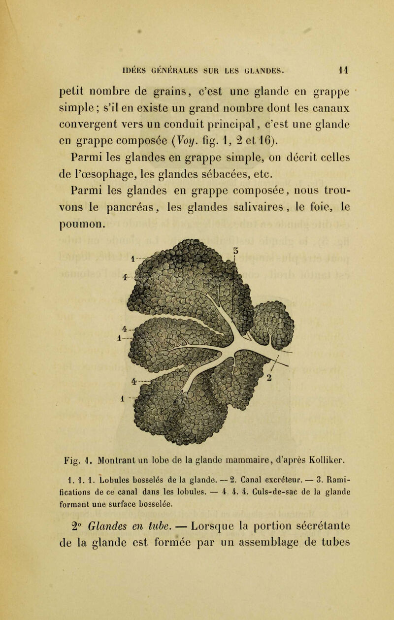 petit nombre de grains, c'est une glande en grappe simple ; s'il en existe un grand nombre dont les canaux convergent vers un conduit principal, c'est une glande en grappe composée (Voy. fig. 1, 2 et 16). Parmi les glandes en grappe simple, ou décrit celles de l'œsophage, les glandes sébacées, etc. Parmi les glandes en grappe composée, nous trou- vons le pancréas, les glandes salivaires, le foie, le poumon. Fig. 4. Montrant un lobe de la glande mammaire, d'après Kolliker. 1. 1. 1. Lobules bosselés delà glande.--2. Canal excréteur. — 3. Rami- fications de ce canal dans les lobules. — 4 4. 4. Culs-de-sac de la glande formant une surface bosselée. 2° Glandes en tube. — Lorsque la portion sécrétante de la glande est formée par un assemblage de tubes