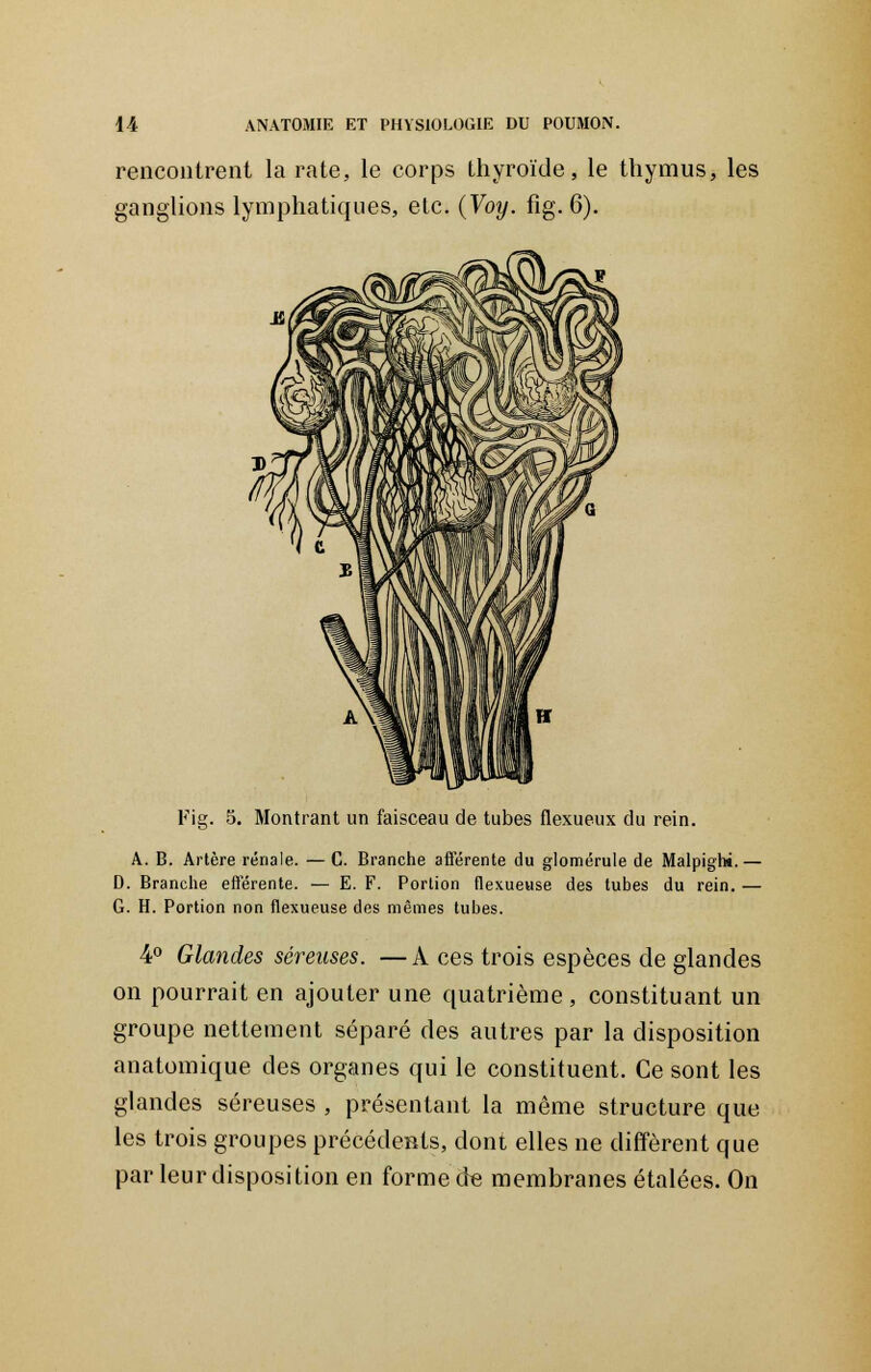 rencontrent la rate, le corps thyroïde, le thymus, les ganglions lymphatiques, etc. (Voy. fig. 6). Fig. 5. Montrant un faisceau de tubes flexueux du rein. A. B. Artère rénale. — C. Branche aflërente du glomérule de Malpight.— D. Branche efférente. — E. F. Portion flexueuse des tubes du rein. — G. H. Portion non flexueuse des mêmes tubes. 4° Glandes séreuses. —A ces trois espèces de glandes on pourrait en ajouter une quatrième , constituant un groupe nettement séparé des autres par la disposition anatomique des organes qui le constituent. Ce sont les glandes séreuses , présentant la même structure que les trois groupes précédents, dont elles ne diffèrent que par leur disposition en forme de membranes étalées. On