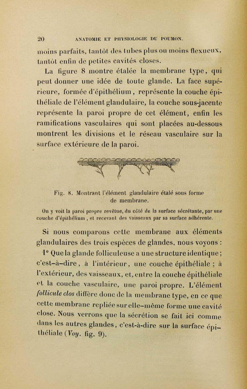 moins parfaits, tantôt tles tubes plus on moins flexueux, tantôt enfin de petites cavités closes. La figure 8 montre étalée la membrane type, qui peut donner une idée de toute glande. La face supé- rieure, formée d'épithélium, représente la couche épi- théliale de l'élément glandulaire, la couche sous-jacente représente la paroi propre de cet élément, enfin les ramifications vasculaires qui sont placées au-dessous montrent les divisions et le réseau vasculaire sur la surface extérieure de la paroi. Fig. 8. Montrant l'élément glandulaire étalé sous forme de membrane. On y voit la paroi propre revêtue, du côté de la surface sécrétante, par une couche d'épithélium , et recevant des vaisseaux par sa surface adhérente. Si nous comparons cette membrane aux éléments glandulaires des trois espèces de glandes, nous voyons : 1° Que la glande follicttleuse a une structure identique ; c'est-à-dire, à l'intérieur, une couche épithéliale ; à l'extérieur, des vaisseaux, et, entre la couche épithéliale et la couche vasculaire, une paroi propre. L'élément follicule clos diffère donc de la membrane type, en ce que cette membrane repliée sur elle-même forme une cavité close. Nous verrons que la sécrétion se fait ici comme dans les autres glandes, c'est-à-dire sur la surface épi- théliale (Voy. fig. 9).