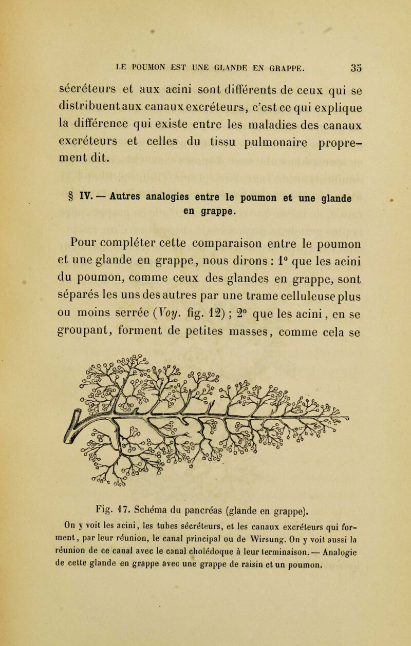 sécréteurs et aux acini sont différents de ceux qui se distribuentauxcanauxexcréteurs, c'est ce qui explique la différence qui existe entre les maladies des canaux excréteurs et celles du tissu pulmonaire propre- ment dit. § IV. — Autres analogies entre le poumon et une glande en grappe. Pour compléter cette comparaison entre le poumon et une glande en grappe, nous dirons : 1° que les acini du poumon, comme ceux des glandes en grappe, sont séparés les uns des autres par une trame celluleuse plus ou moins serrée (Voy. fig. 12) ; 2° que les acini, en se groupant, forment de petites masses, comme cela se Fig. 17. Schéma du pancréas (glande en grappe). On y voit les acini, les tubes sécréteurs, et les canaux excréteurs qui for- ment, par leur réunion, le canal principal ou de Wirsung. On y voit aussi la réunion de ce canal avec le canal cholédoque à leur terminaison. — Analogie de cette glande en grappe avec une grappe de raisin et un poumon.