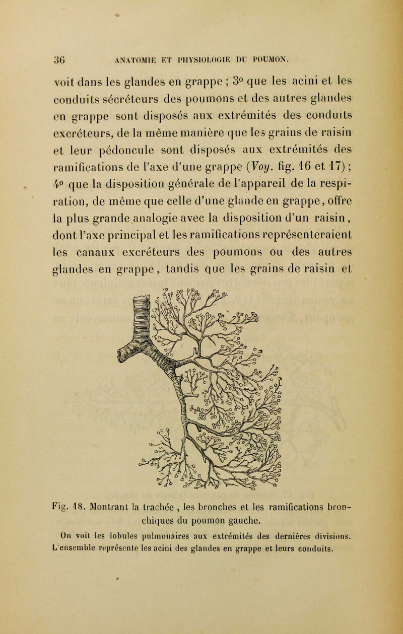 voit dans les glandes en grappe ; 3° que les acini et les conduits sécréteurs des poumons et des autres glandes en grappe sont disposés aux extrémités des conduits excréteurs, de la même manière que les grains de raisin et leur pédoncule sont disposés aux extrémités des ramifications de l'axe d'une grappe (Voy. fig. 16 et 17) ; 4° que la disposition générale de l'appareil de la respi- ration, de même que celle d'une glande en grappe, offre la plus grande analogie avec la disposition d'un raisin, dont l'axe principal et les ramifications représenteraient les canaux excréteurs des poumons ou des autres glandes en grappe, tandis que les grains de raisin et Fig. 18. Montrant la trachée , les bronches et les ramifications bron- chiques du poumon gauche. On voit les lobules pulmonaires aux extrémités des dernières divisions. L'ensemble représente les acini des glandes en grappe et leurs conduits.