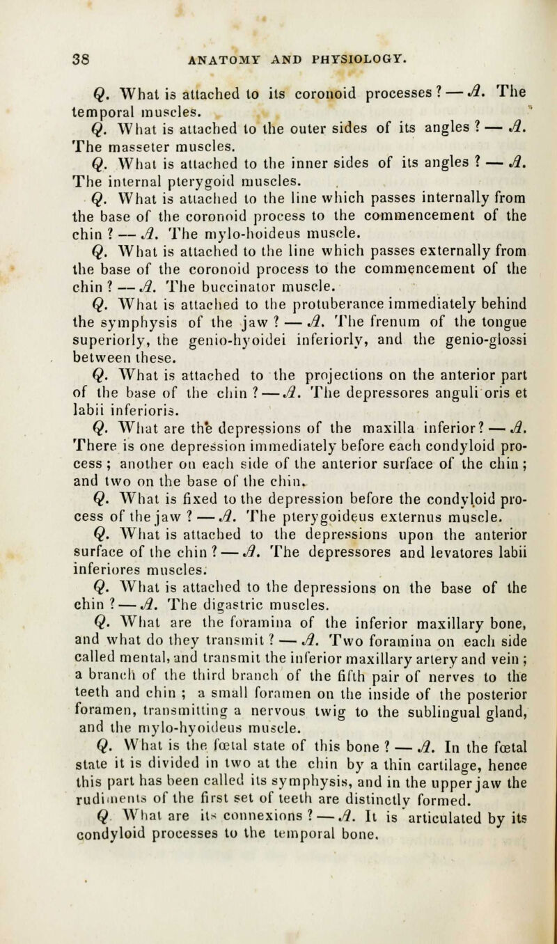 Q. What is attached to its coronoid processes? — A. The temporal muscles. Q. What is attached to the outer sides of its angles ?— A. The masseter muscles. Q. What is attached to the inner sides of its angles ? — A. The internal pterygoid muscles. Q. What is attached to the line which passes internally from the base of the coronoid process to the commencement of the chin ? — A. The mylo-hoideus muscle. Q. What is attached to the line which passes externally from the base of the coronoid process to the commencement of the chin ? —A. The buccinator muscle. Q. What is attached to the protuberance immediately behind the symphysis of the jaw? — A. The frenum of the tongue superiorly, the genio-hyoidei inferiorly, and the genio-glossi between these. Q. What is attached to the projections on the anterior part of the base of the chin ?—A. The depressores anguli oris et labii inferioris. Q. What are the depressions of the maxilla inferior? — A. There is one depression immediately before each condyloid pro- cess ; another on each side of the anterior surface of the chin; and two on the base of the chin. Q. What is fixed to the depression before the condyloid pro- cess of the jaw ?—A. The pterygoideus externus muscle. Q. What is attached to the depressions upon the anterior surface of the chin ? — A. The depressores and levatores labii inferiores muscles. Q. What is attached to the depressions on the base of the chin ? — A. The digastric muscles. Q. What are the foramina of the inferior maxillary bone, and what do they transmit ? — A. Two foramina on each side called mental, and transmit the inferior maxillary artery and vein ; a branch of the third branch of the fifth pair of nerves to the teeth and chin ; a small foramen on the inside of the posterior foramen, transmitting a nervous twig to the sublingual gland, and the mylo-hyoideus muscle. Q. What is the foetal state of this bone ? — A. In the foetal state it is divided in two at the chin by a thin cartilage, hence this part has been called its symphysis, and in the upper jaw the rudiments of the first set of teeth are distinctly formed. Q What are its connexions ? — .#. It is articulated by its condyloid processes to the temporal bone.