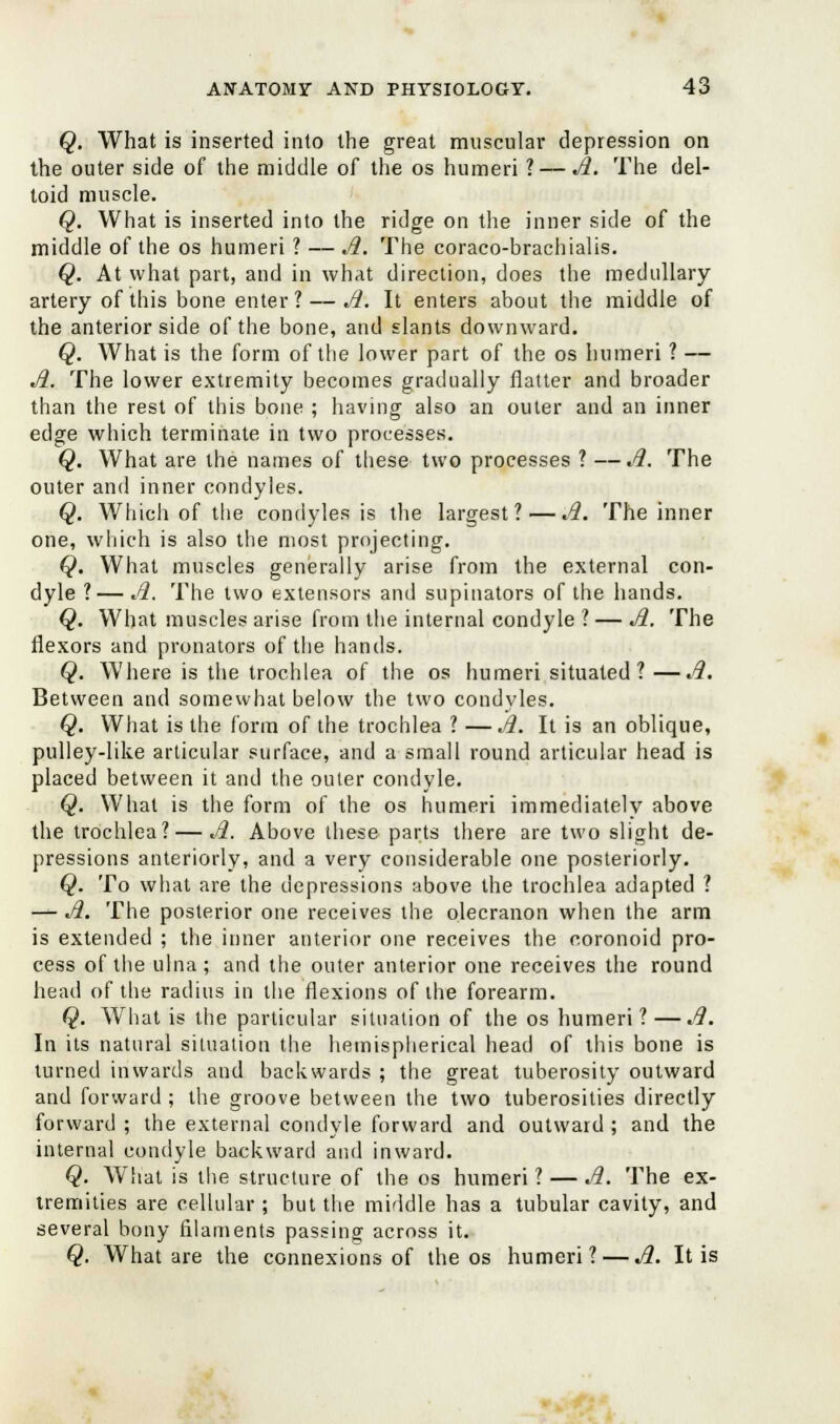 Q. What is inserted into the great muscular depression on the outer side of the middle of the os humeri ?— A. The del- toid muscle. Q. What is inserted into the ridge on the inner side of the middle of the os humeri ? — Ji. The coraco-brachialis. Q. At what part, and in what direction, does the medullary artery of this bone enter ? — Ji. It enters about the middle of the anterior side of the bone, and slants downward. Q. What is the form of the lower part of the os humeri ? — Ji. The lower extremity becomes gradually flatter and broader than the rest of this bone ; having also an outer and an inner edge which terminate in two processes. Q. What are the names of these two processes ? — Ji. The outer and inner condyles. Q. Which of the condyles is the largest?—A. The inner one, which is also the most projecting. Q. What muscles generally arise from the external con- dyle ?— A. The two extensors and supinators of the hands. Q. What muscles arise from the internal condyle ? — A. The flexors and pronators of the hands. Q. Where is the trochlea of the os humeri situated? —A. Between and somewhat below the two condyles. Q. What is the form of the trochlea ? —A. It is an oblique, pulley-like articular surface, and a small round articular head is placed between it and the outer condyle. Q. What is the form of the os humeri immediately above the trochlea? — Ji. Above these parts there are two slight de- pressions anteriorly, and a very considerable one posteriorly. Q. To what are the depressions above the trochlea adapted ? — A. The posterior one receives the olecranon when the arm is extended ; the inner anterior one receives the coronoid pro- cess of the ulna ; and the outer anterior one receives the round head of the radius in the flexions of the forearm. Q. What is the particular situation of the os humeri ? —A. In its natural situation the hemispherical head of this bone is turned inwards and backwards ; the great tuberosity outward and forward ; the groove between the two tuberosities directly forward ; the external condyle forward and outward ; and the internal condyle backward and inward. Q. What is the structure of the os humeri ? — A. The ex- tremities are cellular ; but the middle has a tubular cavity, and several bony filaments passing across it. Q. What are the connexions of the os humeri? — A. It is