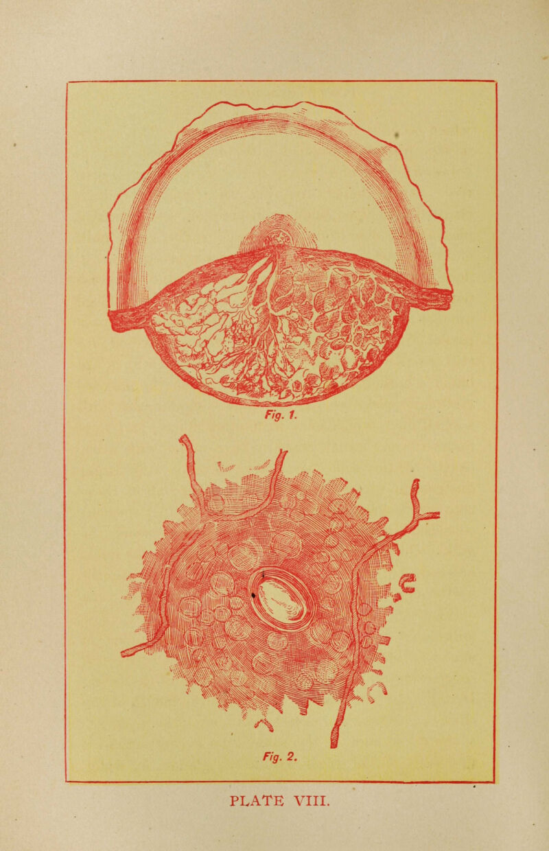 PLATE VIII.