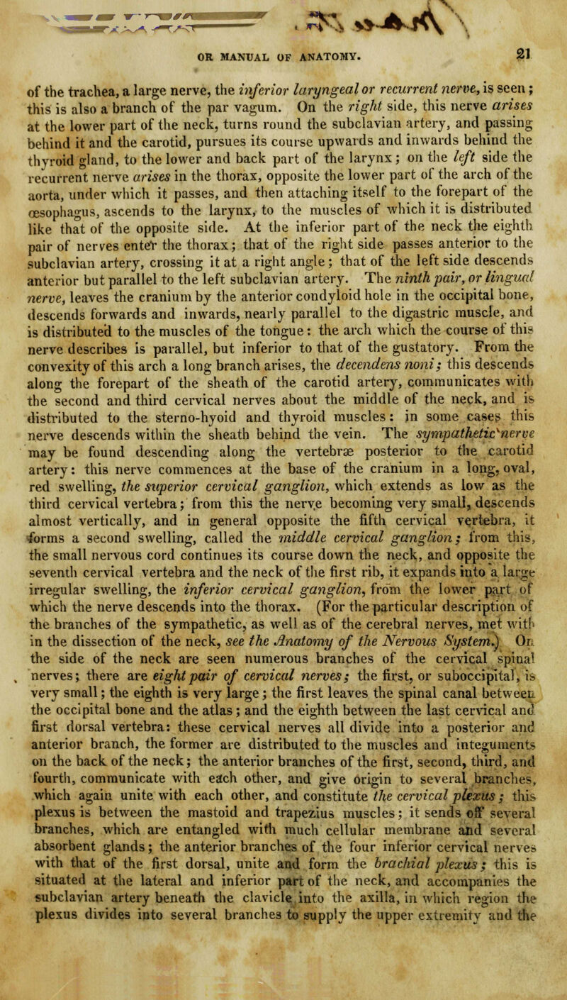 of the trachea, a large nerve, the inferior laryngeal or recurrent nerve, is seen; this is also a branch of the par vagum. On the right side, this nerve arises at the lower part of the neck, turns round the subclavian artery, and passing behind it and the carotid, pursues its course upwards and inwards behind the thyroid gland, to the lower and back part of the larynx; on the left side the recurrent nerve arises in the thorax, opposite the lower part of the arch of the aorta, under which it passes, and then attaching itself to the forepart of the oesophagus, ascends to the larynx, to the muscles of which it is distributed like that of the opposite side. At the inferior part of the neck the eighth pair of nerves enteV the thorax; that of the right side passes anterior to the subclavian artery, crossing it at a right angle; that of the left side descends anterior but parallel to the left subclavian artery. The ninth pair, or lingual nerve, leaves the cranium by the anterior condyloid hole in the occipital bone, descends forwards and inwards, nearly parallel to the digastric muscle, and is distributed to the muscles of the tongue: the arch which the course of this nerve describes is parallel, but inferior to that of the gustatory. From the convexity of this arch a long branch arises, the decendens noni; this descends along the forepart of the sheath of the carotid artery, communicates with the second and third cervical nerves about the middle of the neck, and is distributed to the sterno-hyoid and thyroid muscles: in some cases this nerve descends within the sheath behind the vein. The sympathetic^ nerve may be found descending along the vertebrae posterior to the carotid artery: this nerve commences at the base of the cranium in a long, oval, red swelling, the superior cervical ganglion, which extends as low as the third cervical vertebra; from this the nerve becoming very small, descends almost vertically, and in general opposite the fifth cervical vertebra, it forms a second swelling, called the middle cervical ganglion; from this, the small nervous cord continues its course down the neck, and opposite the seventh cervical vertebra and the neck of the first rib, it expands into a large irregular swelling, the inferior cervical ganglion, from the lower part of which the nerve descends into the thorax. (For the particular description of the branches of the sympathetic, as well as of the cerebral nerves, met with in the dissection of the neck, see the Anatomy of the Nervous System.) On the side of the neck are seen numerous branches of the cervical spina! nerves; there are eight pair of cervical nerves; the first, or suboccipital, i* very small; the eighth is very large; the first leaves the spinal canal between the occipital bone and the atlas; and the eighth between the last cervical and first dorsal vertebra: these cervical nerves all divide into a posterior and anterior branch, the former are distributed to the muscles and integuments on the back of the neck; the anterior branches of the first, second, third, and fourth, communicate with each other, and give origin to several branches, which again unite with each other, and constitute the cervical plexus; this plexus is between the mastoid and trapezius muscles; it sends off several branches, which are entangled with much cellular membrane and several absorbent glands; the anterior branches of the four inferior cervical nerves with that of the first dorsal, unite and form the brachial plexus; this is situated at the lateral and inferior part of the neck, and accompanies the subclavian artery beneath the clavicle; into the axilla, in which region the plexus divides into several branches to supply the upper extremity and the
