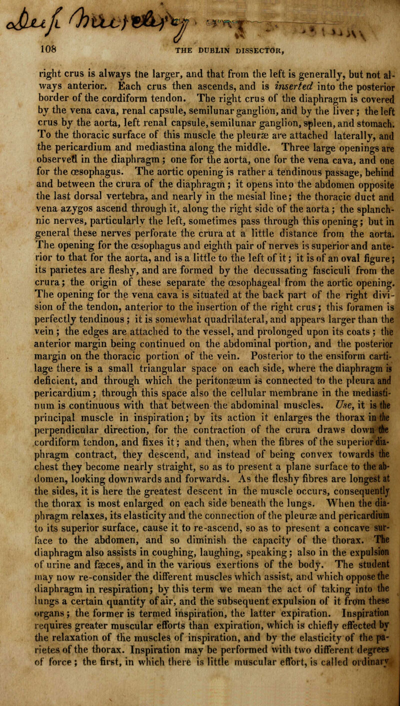 right crus is always the larger, and that from the left is generally, but not al- ways anterior. Each crus then ascends, and is inserted into the posterior border of the cordiform tendon. The right crus of the diaphragm is covered by the vena cava, renal capsule, semilunar ganglion, and by the liver; the left crus by the aorta, left renal capsule, semilunar ganglion, spleen, and stomach. To the thoracic surface of this muscle the pleurae are attached laterally, and the pericardium and mediastina along the middle. Three large openings are observe*! in the diaphragm; one for the aorta, one for the vena cava, and one for the oesophagus. The aortic opening is rather a tendinous passage, behind and between the crura of the diaphragm; it opens into the abdomen opposite the last dorsal vertebra, and nearly in the mesial line; the thoracic duct and vena azygos ascend through it, along the right side of the aorta; the splanch- nic nerves, particularly the left, sometimes pass through this opening; but in general these nerves perforate the crura at a little distance from the aorta. The opening for the oesophagus and eighth pair of nerves is superior and ante- rior to that for the aorta, and is a little to the left of it; it is of an oval figure; its parietes are fleshy, and are formed by the decussating fasciculi from the crura; the origin of these separate the oesophageal from the aortic opening. The opening for the vena cava is situated at the back part of the right divi- sion of the tendon, anterior to the insertion of the right crus; this foramen is perfectly tendinous; it is somewhat quadrilateral, and appears larger than the vein ; the edges are attached to the vessel, and prolonged upon its coats ; the anterior margin being continued on the abdominal portion, and the posterior margin on the thoracic portion of the vein. Posterior to the ensiform carti- lage there is a small triangular space on each side, where the diaphragm is deficient, and through which the peritonaeum is connected to the pleura and pericardium; through this space also the cellular membrane in the mediasti- num is continuous with that between the abdominal muscles. Use, it is the principal muscle in inspiration; by its action it enlarges the thorax in the perpendicular direction, for the contraction of the crura draws down tile cordiform tendon, and fixes it; and then, when the fibres of the superior dia- phragm contract, they descend, and instead of being convex towards the chest they become nearly straight, so as to present a plane surface to the ab- domen, looking downwards and forwards. As the fleshy fibres are longest at the sides, it is here the greatest descent in the muscle occurs, consequently the thorax is most enlarged on each side beneath the lungs. When the dia- phragm relaxes, its elasticity and the connection of the pleurae and pericardium to its superior surface, cause it to re-ascend, so as to present a concave sur- face to the abdomen, and so diminish the capacity of the thorax. The diaphragm also assists in coughing, laughing, speaking; also in the expulsion of urine and faeces, and in the various exertions of the body. The student may now re-consider the different muscles which assist, and which oppose the diaphragm in respiration; by this term we mean the act of taking into the lungs a certain quantity of air, and the subsequent expulsion of it from these organs; the former is termed inspiration, the latter expiration. Inspiration requires greater muscular efforts than expiration, which is chiefly effected by the relaxation of the muscles of inspiration, and by the elasticity of the pa- rietes of the thorax. Inspiration may be performed with two different degrees of force ; the first, in which there is little muscular effort, is called ordinary