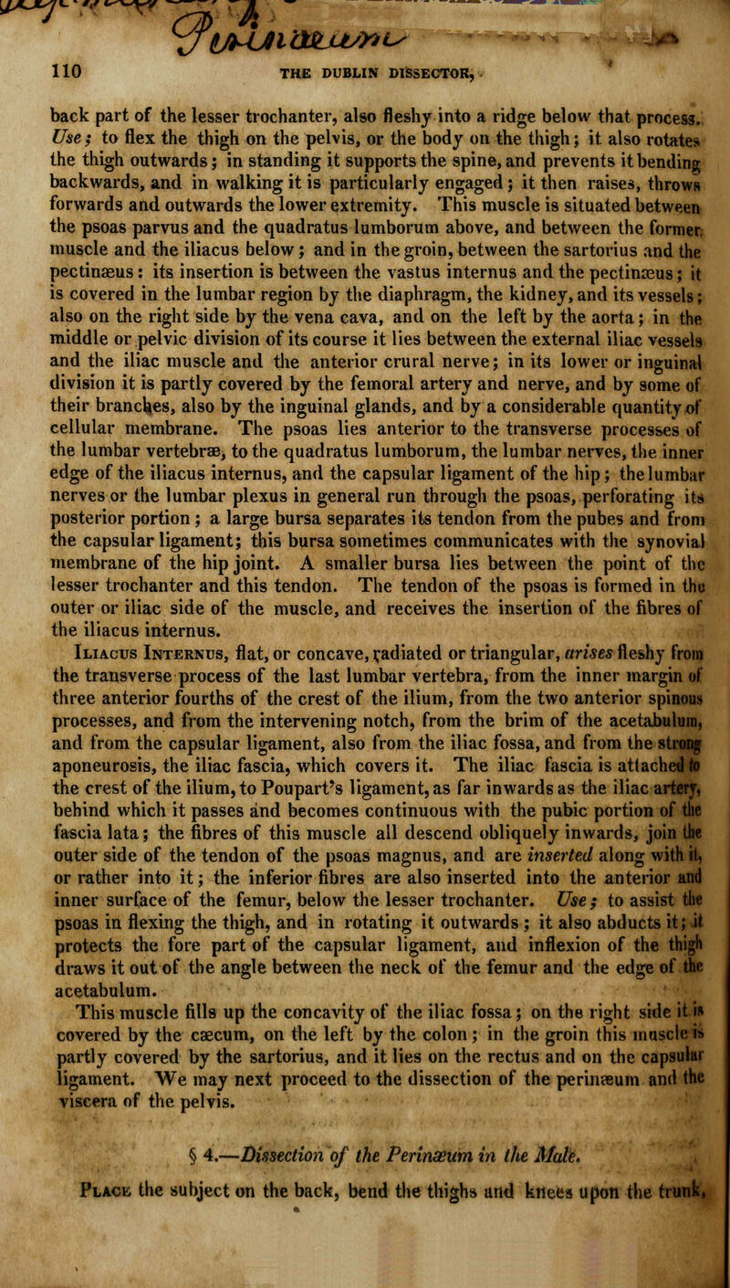 back part of the lesser trochanter, also fleshy into a ridge below that process. Use; to flex the thigh on the pelvis, or the body on the thigh; it also rotates the thigh outwards; in standing it supports the spine, and prevents it bending backwards, and in walking it is particularly engaged; it then raises, throws forwards and outwards the lower extremity. This muscle is situated between the psoas parvus and the quadratus lumborum above, and between the former muscle and the iliacus below; and in the groin, between the sartorius and the pectinaeus : its insertion is between the vastus internus and the pectimeus; it is covered in the lumbar region by the diaphragm, the kidney, and its vessels; also on the right side by the vena cava, and on the left by the aorta; in the middle or pelvic division of its course it lies between the external iliac vessels and the iliac muscle and the anterior crural nerve; in its lower or inguinal division it is partly covered by the femoral artery and nerve, and by some of their branches, also by the inguinal glands, and by a considerable quantity of cellular membrane. The psoas lies anterior to the transverse processes of the lumbar vertebrae, to the quadratus lumborum, the lumbar nerves, the inner edge of the iliacus internus, and the capsular ligament of the hip; the lumbar nerves or the lumbar plexus in general run through the psoas, perforating its posterior portion ; a large bursa separates its tendon from the pubes and from the capsular ligament; this bursa sometimes communicates with the synovial membrane of the hip joint. A smaller bursa lies between the point of the lesser trochanter and this tendon. The tendon of the psoas is formed in the outer or iliac side of the muscle, and receives the insertion of the fibres of the iliacus internus. Iliacus Internus, flat, or concave, Radiated or triangular, arises fleshy from the transverse process of the last lumbar vertebra, from the inner margin of three anterior fourths of the crest of the ilium, from the two anterior spinous processes, and from the intervening notch, from the brim of the acetabulum, and from the capsular ligament, also from the iliac fossa, and from the strong aponeurosis, the iliac fascia, which covers it. The iliac fascia is attached to the crest of the ilium, to Poupart's ligament, as far inwards as the iliac artery, behind which it passes and becomes continuous with the pubic portion of the fascia lata; the fibres of this muscle all descend obliquely inwards, join the outer side of the tendon of the psoas magnus, and are inserted along with it, or rather into it; the inferior fibres are also inserted into the anterior and inner surface of the femur, below the lesser trochanter. Use; to assist the psoas in flexing the thigh, and in rotating it outwards ; it also abducts it; it protects the fore part of the capsular ligament, and inflexion of the thigh draws it out of the angle between the neck of the femur and the edge of the acetabulum. This muscle fills up the concavity of the iliac fossa; on the right side it is covered by the caecum, on the left by the colon ; in the groin this muscle is partly covered by the sartorius, and it lies on the rectus and on the capsular ligament. We may next proceed to the dissection of the perinasum and the viscera of the pelvis. § 4.—Dissection of the Perinasum in the Mate, Place the subject on the back, bend the thighs and knees upon the trunk,