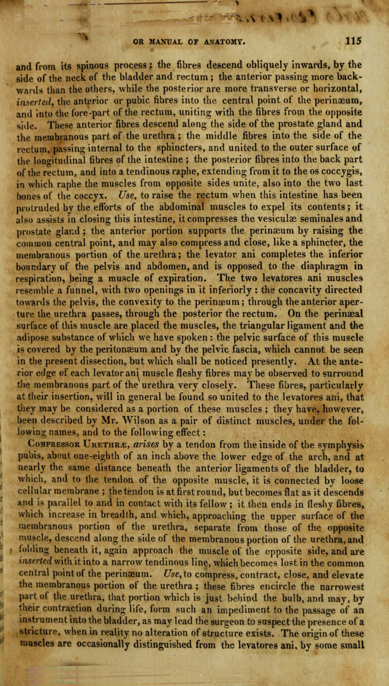 and from its spinous process; the fibres descend obliquely inwards, by the side of the neck of the bladder and rectum; the anterior passing more back- wards than the others, while the posterior are more transverse or horizontal, inserted, the anterior or pubic fibres into the central point of the perinaeum, and into the fore-part of the rectum, uniting with the fibres from the opposite side. These anterior fibres descend along the side of the prostate gland and the membranous part of the urethra; the middle fibres into the side of the rectum, passing internal to the sphincters, and united to the outer surface of the longitudinal fibres of the intestine ; the posterior fibres into the back part of the rectum, and into a tendinous raphe, extending from it to the os coccygis, in which raphe the muscles from opposite sides unite, also into the two last bones of the coccyx. Use, to raise the rectum when this intestine has been protruded by the efforts of the abdominal muscles to expel its contents; it also assists in closing this intestine, it compresses the vesiculae seminalesand prostate gland; the anterior portion supports the perinaeum by raising the common central point, and may also compress and close, like a sphincter, the membranous portion of the urethra; the levator ani completes the inferior boundary of the pelvis and abdomen, and is opposed to the diaphragm in respiration, being a muscle of expiration. The two levatores ani muscles resemble a funnel, with two openings in it inferiorly : the concavity directed towards the pelvis, the convexity to the perinaeum; through the anterior aper- ture the urethra passes, through the posterior the rectum. On the perinaeal surface of this muscle are placed the muscles, the triangular ligament and the adipose substance of which we have spoken : the pelvic surface of this muscle is covered by the peritonaeum and by the pelvic fascia, which cannot be seen in the present dissection, but which shall be noticed presently. At the ante- rior edge of each levator ani muscle fleshy fibres maybe observed to surround the membranous part of the urethra very closely. These fibres, particularly at their insertion, will in general be found so united to the levatores ani, that they may be considered as a portion of these muscles ; they have, however, been described by Mr. Wilson as a pair of distinct muscles, under the fol- lowing names, and to the following effect: Compressor Urethra, arises by a tendon from the inside of the symphysis pubis, about one-eighth of an inch above the lower edge of the arch, and at nearly the same distance beneath the anterior ligaments of the bladder, to which, and to the tendon of the opposite muscle, it is connected by loose cellular membrane ; thetendon is at first round, but becomes flat as it descends and is parallel to and in contact with its fellow ; it then ends in fleshy fibres, which increase in breadth, and which, approaching the upper surface of the membranous portion of the urethra, separate from those of the opposite muscle, descend along the side of the membranous portion of the urethra, and folding beneath it, again approach the muscle of the opposite side, and are inserted with it into a narrow tendinous line, which becomes lost in the common central point of the perinaeum. Use,io compress, contract, close, and elevate the membranous portion of the urethra; these fibres encircle the narrowest part of the urethra, that portion which is just behind the bulb, and may, by their contraction during life, form such an impediment to the passage of an instrument into the bladder, as may lead the surgeon to suspect the presence of a stricture, when in reality no alteration of structure exists. The origin of these muscles are occasionally distinguished from the levatores ani, by some small