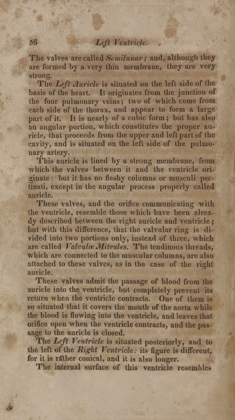 The valves are called Semilunar; and, although they are formed hy a very thin membrane, they are very strong. The Left Auricle is situated on the left side of the basis of the heart. It originates from the junction of the four pulmonary veins; two of which come from each side of the thorax, and appear to form a large part of it. It is nearly of a cubic form ; but lias also an angular portion, which constitutes the proper au- ricle, that proceeds from the upper and left part of the cavity, and is situated on the left side of the pulmo- nary artery. This auricle is lined by a strong membrane, from which the valves between it and the ventricle ori- ginate : but it has no fleshy columns or musculi pec- tinati, except in the angular process properly called auricle. These valves, and the orifice communicating with the ventricle, resemble those which have been alrea- dy described between the right auricle and ventricle; but with this difference, that the valvular ring is di- vided into two portions only, instead of three, which are called ValvulceMitrales. The tendinous threads, which are connected to the muscular columns, are also attached to these valves, as in the case of the right auricle. These valves admit the passage of blood from the auricle into the ventricle, but completely prevent its return when the ventricle contracts. Oue of them is so situated that it covers the mouth of the aorta while the blood is flowing into the ventricle, and leaves that orifice open when the ventricle contracts, and the pas- sage to the auricle is closed. The Left Ventricle is situated posteriorly, and to the left of the Right Ventricle: its figure is different, for it is ralher conical, and it is also longer. The internal surface of this ventricle resembles