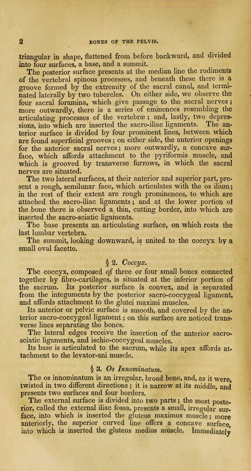 triangular in shape, flattened from before backward, and divided into four surfaces, a base, and a summit. The posterior surface presents at the median line the rudiments of the vertebral spinous processes, and beneath these there is a groove formed by the extremity of the sacral canal, and termi- nated laterally by two tubercles. On either side, we observe the four sacral foramina, which give passage to the sacral nerves; more outwardly, there is a series of eminences resembling the articulating processes of the vertebrae ; and, lastly, two depres- sions, into which are inserted the sacro-iliac ligaments. The an- terior surface is divided by four prominent lines, between which are found superficial grooves; on either side, the anterior openings for the anterior sacral nerves; more outwardly, a concave sur- face, which affords attachment to the pyriformis muscle, and which is grooved by transverse furrows, in which the sacral nerves are situated. The two lateral surfaces, at their anterior and superior part, pre- sent a rough, semilunar face, which articulates with the os ilium; in the rest of their extent are rough prominences, to which are attached the sacro-iliac ligaments; and at the lower portion oi the bone there is observed a thin, cutting border, into which are inserted the sacro-sciatic ligaments. The base presents an articulating surface, on which rests the last lumbar vertebra. The summit, looking downward, is united to the coccyx by a small oval facette. § 2. Coccyx. The coccyx, composed of three or four small bones connected together by fibro-cartilages, is situated at the inferior portion of the sacrum. Its posterior surface is convex, and is separated from the integuments by the posterior sacro-coccygeal ligament, and affords attachment to the glutei maximi muscles. Its anterior or pelvic surface is smooth, and covered by the an- terior sacro-coccygeal ligament; on this surface are noticed trans- verse lines separating the bones. The lateral edges receive the insertion of the anterior sacro- sciatic ligaments, and ischio-coccygeal muscles. Its base is articulated to the sacrum, while its apex affords at- tachment to the levator-ani muscle. § 3. Os Innominatum. The os innominatum is an irregular, broad bone, and, as it were twisted in two different directions ; it is narrow at its middle, and presents two surfaces and four borders. The external surface is divided into two parts ; the most poste- rior, called the external iliac fossa, presents a small, irregular sur- face, into which is inserted the gluteus maximus muscle; more anteriorly, the superior curved line offers a concave surface into which is inserted the gluteus medius muscle. Immediately