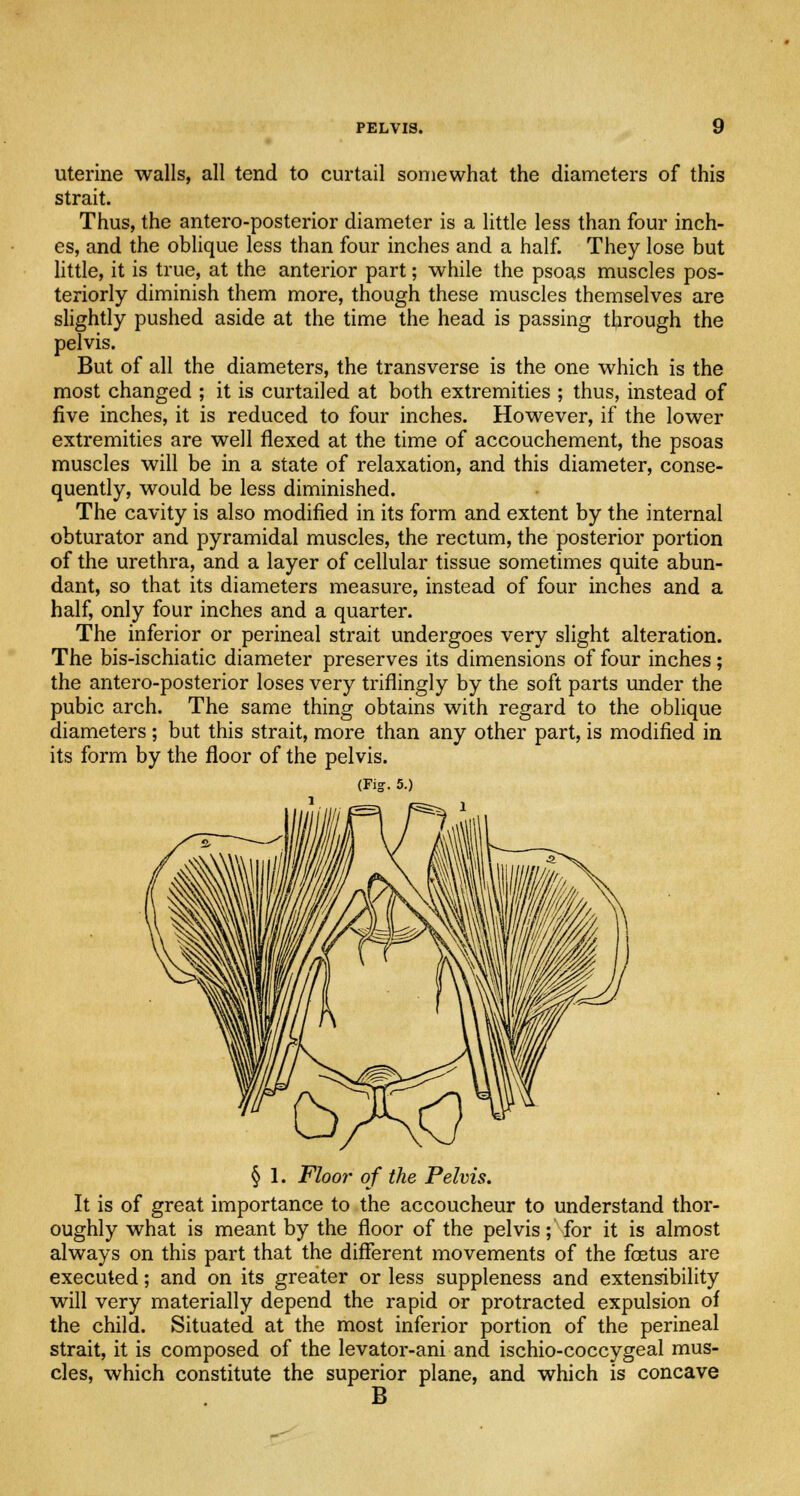 uterine walls, all tend to curtail somewhat the diameters of this strait. Thus, the antero-posterior diameter is a little less than four inch- es, and the oblique less than four inches and a half. They lose but little, it is true, at the anterior part; while the psoas muscles pos- teriorly diminish them more, though these muscles themselves are slightly pushed aside at the time the head is passing through the pelvis. But of all the diameters, the transverse is the one which is the most changed ; it is curtailed at both extremities ; thus, instead of five inches, it is reduced to four inches. However, if the lower extremities are well flexed at the time of accouchement, the psoas muscles will be in a state of relaxation, and this diameter, conse- quently, would be less diminished. The cavity is also modified in its form and extent by the internal obturator and pyramidal muscles, the rectum, the posterior portion of the urethra, and a layer of cellular tissue sometimes quite abun- dant, so that its diameters measure, instead of four inches and a half, only four inches and a quarter. The inferior or perineal strait undergoes very slight alteration. The bis-ischiatic diameter preserves its dimensions of four inches; the antero-posterior loses very triflingly by the soft parts under the pubic arch. The same thing obtains with regard to the oblique diameters; but this strait, more than any other part, is modified in its form by the floor of the pelvis. (Fig. 5.) § 1. Floor of the Pelvis. It is of great importance to the accoucheur to understand thor- oughly what is meant by the floor of the pelvis; for it is almost always on this part that the different movements of the fetus are executed; and on its greater or less suppleness and extensibility will very materially depend the rapid or protracted expulsion of the child. Situated at the most inferior portion of the perineal strait, it is composed of the levator-ani and ischio-coccygeal mus- cles, which constitute the superior plane, and which is concave B