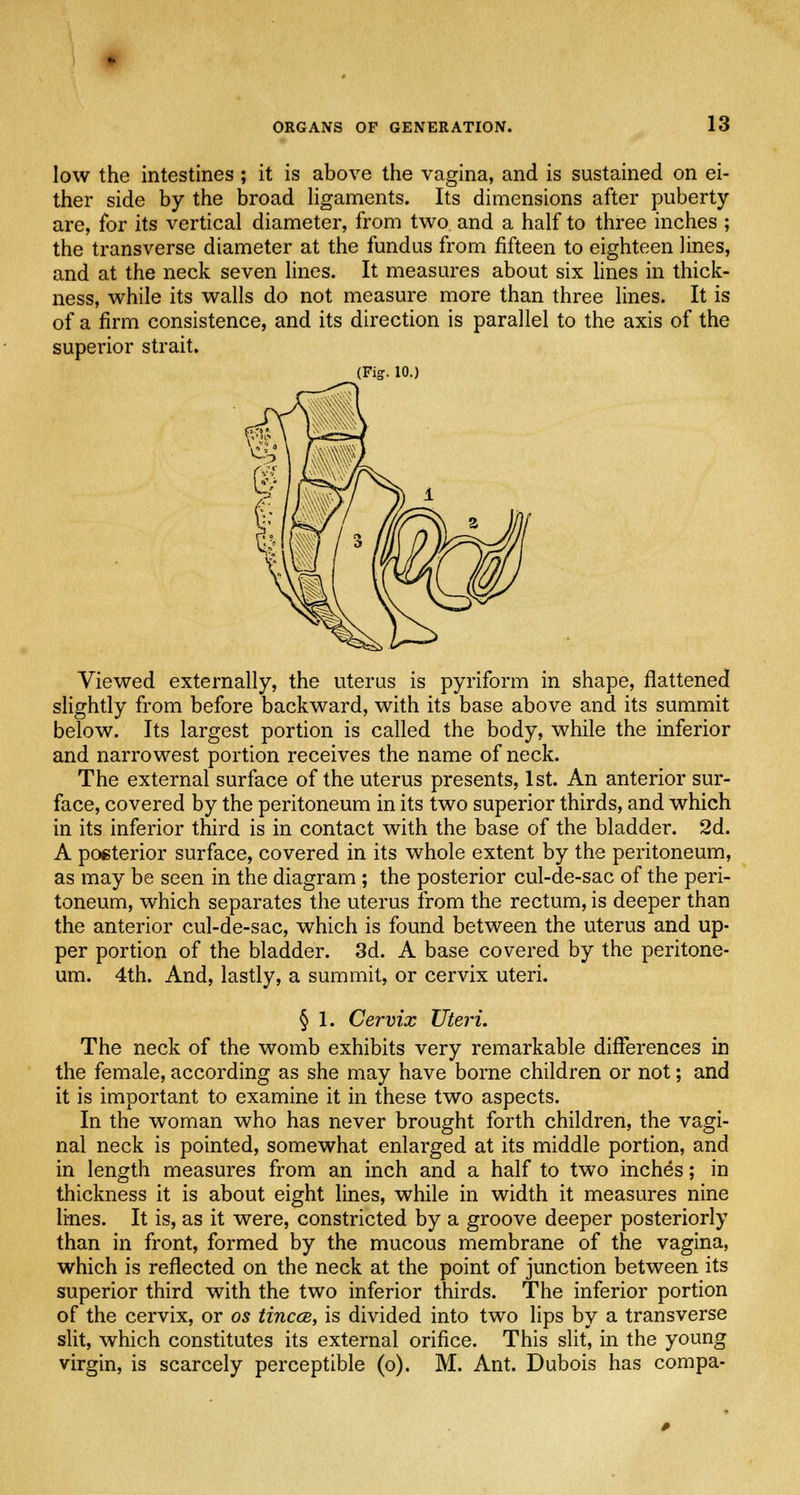 low the intestines; it is above the vagina, and is sustained on ei- ther side by the broad ligaments. Its dimensions after puberty- are, for its vertical diameter, from two and a half to three inches ; the transverse diameter at the fundus from fifteen to eighteen lines, and at the neck seven lines. It measures about six lines in thick- ness, while its walls do not measure more than three lines. It is of a firm consistence, and its direction is parallel to the axis of the superior strait. (Fig. 10.) Viewed externally, the uterus is pyriform in shape, flattened slightly from before backward, with its base above and its summit below. Its largest portion is called the body, while the inferior and narrowest portion receives the name of neck. The external surface of the uterus presents, 1st. An anterior sur- face, covered by the peritoneum in its two superior thirds, and which in its inferior third is in contact with the base of the bladder. 2d. A posterior surface, covered in its whole extent by the peritoneum, as may be seen in the diagram; the posterior cul-de-sac of the peri- toneum, which separates the uterus from the rectum, is deeper than the anterior cul-de-sac, which is found between the uterus and up- per portion of the bladder. 3d. A base covered by the peritone- um. 4th. And, lastly, a summit, or cervix uteri. § 1. Cervix Uteri. The neck of the womb exhibits very remarkable differences in the female, according as she may have borne children or not; and it is important to examine it in these two aspects. In the woman who has never brought forth children, the vagi- nal neck is pointed, somewhat enlarged at its middle portion, and in length measures from an inch and a half to two inches; in thickness it is about eight lines, while in width it measures nine lines. It is, as it were, constricted by a groove deeper posteriorly than in front, formed by the mucous membrane of the vagina, which is reflected on the neck at the point of junction between its superior third with the two inferior thirds. The inferior portion of the cervix, or os tincce, is divided into two lips by a transverse slit, which constitutes its external orifice. This slit, in the young virgin, is scarcely perceptible (o). M. Ant. Dubois has compa-