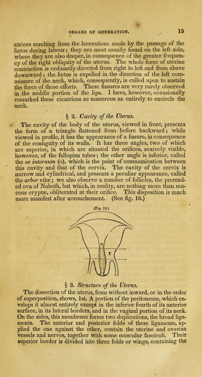 atrices resulting from the lacerations made by the passage of the foetus during labour; they are most usually found on the left side, where they are also deeper, in consequence of the greater frequen- cy of the right obliquity of the uterus. The whole force of uterine contraction is ordinarily directed from right to left and from above downward; the foetus is expelled in the direction of the left com- missure of the neck, which, consequently, is called upon to sustain the force of these efforts. These fissures are very rarely observed in the middle portion of the lips. I have, however, occasionally remarked these cicatrices so numerous as entirely to encircle the neck. § 2. Cavity of the Uterus. The cavity of the body of the uterus, viewed in front, presents the form of a triangle flattened from before backward; while viewed in profile, it has the appearance of a fissure, in consequence of the contiguity of its walls. It has three angles, two of which are superior, in which are situated the orifices, scarcely visible, however, of the fallopian tubes; the other angle is inferior, called the os internum (o), which is the point of communication between this cavity and that of the cervix. The cavity of the cervix is narrow and cylindrical, and presents a peculiar appearance, called the arbor vitce; we also observe a number of follicles, the pretend- ed ova of Naboth, but which, in reality, are nothing more than mu- cous cryptse, obliterated at their orifice. This disposition is much more manifest after accouchement. (See fig. 16.) (Fig. 14.) § 3. Structure of the Uterus. The dissection of the uterus, from without inward, or in the order of superposition, shows, 1st. A portion of the peritoneum, which en- velops it almost entirely except in the inferior fourth of its anterior surface, in its lateral borders, and in the vaginal portion of its neck. On the sides, this membrane forms two duplications, the broad liga- ments. The anterior and posterior folds of these ligaments, ap- plied the one against the other, contain the uterine and ovarian vessels and nerves, together with some muscular fasciculi. Their superior border is divided into three folds or wings, containing the