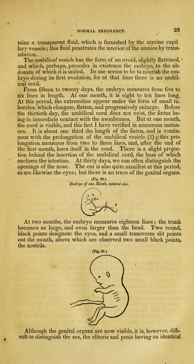 tains a transparent fluid, which is furnished by the uterine capil lary vessels ; this fluid penetrates the interior of the amnios by trans- udation. The umbilical vesicle has the form of an ovoid, slightly flattened, * and which, perhaps, precedes in existence the embryo, to the ab- domen of which it is united. Its use seems to be to nourish the em- bryo during its first evolution, for at that time there is no umbil- ical cord. From fifteen to twenty days, the embryo measures from five to six lines in length. At one month, it is eight to ten lines long. At this period, the extremities appear under the form of small tu- bercles, which elongate, flatten, and progressively enlarge. Before the thirtieth day, the umbilical cord does not exist, the foetus be- ing in immediate contact with the membranes. But at one month, the cord is visible, and this fact I have verified in numerous instan- ces. It is about one third the length of the foetus, and is contin- uous with the prolongation of the umbilical vesicle (1); this pro- longation measures from two to three lines, and, after the end of the first month, loses itself in the cord. There is a slight projec- tion behind the insertion of the umbilical cord, the base of which encloses the intestine. At thirty days, we can often distinguish the openings of the nose. The ear is also quite manifest at this period, as are likewise the eyes; but there is no trace of the genital organs. (Fig. 20.) Embryo of one Month, natural size. At two months, the embryo measures eighteen lines; the trunk becomes as large, and even larger than the head. Two round, black points designate the eyes, and a small transverse slit points out the mouth, above which are observed two small black points, the nostrils. (Fig. 21.) Although the genital organs are now visible, it is, however, diffi- cult to distinguish the sex, the clitoris and penis having an identical