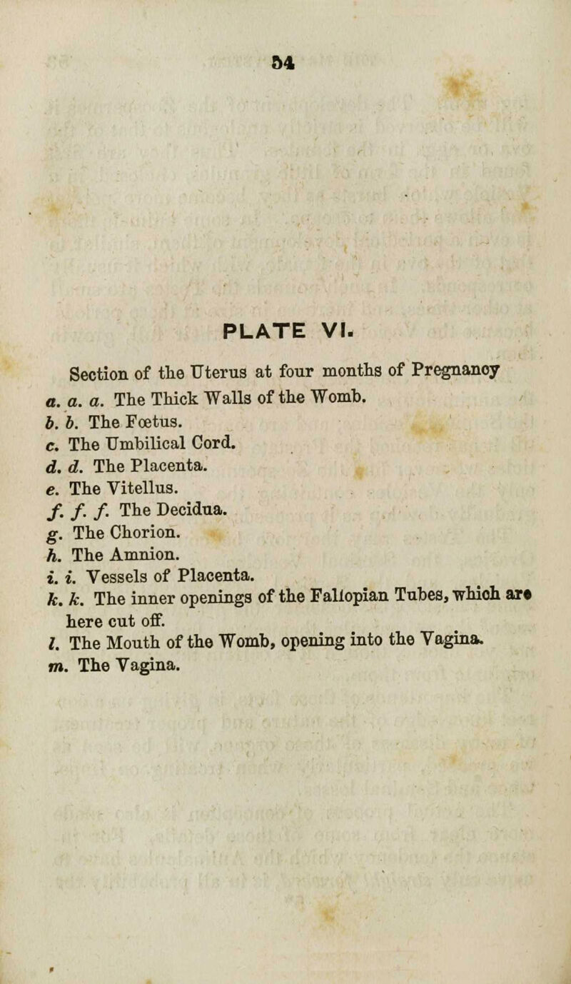 »4 PLATE VI. Section of the Uterus at four months of Pregnancy a. a. a. The Thick Walls of the Womb. b. b. The Foetus. e. The Umbilical Cord. d. d. The Placenta. e. The Vitellus. /. /. /. The Decidua. g. The Chorion. h. The Amnion. i. i. Vessels of Placenta. k. k. The inner openings of the Fallopian Tubes, whioh art here cut off. I. The Mouth of the Womb, opening into the Vagina. m. The Vagina.