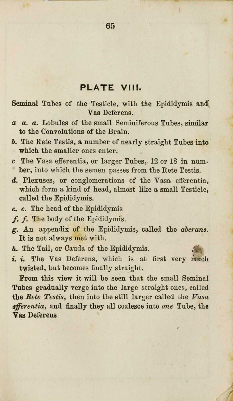 PLATE VIII. Seminal Tabes of tie Testicle, with tie Epididymis audi Vas Deferens. a a. a. Lobules of the small Seminiferous Tubes, similar to the Convolutions of the Brain. b. The Rete Testis, a number of nearly straight Tubes into ■which the smaller ones enter. c The Vasa efferentia, or larger Tubes, 12 or 18 in num- ber, into which the semen passes from the Rete Testis. d. Plexuses, or conglomerations of the Vasa efferentia, which form a kind of head, almost like a small Testicle, called the Epididymis. e. e. The head of the Epididymis f. f. The body of the Epididymis g. An appendix of the Epididymis, called the aberans. It is not always met with. h. The Tail, or Cauda of the Epididymis. t. i. The Vas Deferens, which is at first very much twisted, but becomes finally straight. From this view it will be seen that the small Seminal Tubes gradually verge into the large straight ones, called the Rete Testis, then into the still larger called the Vasa tfferentia, and finally they all coalesce into one Tube, the Vas Deferens