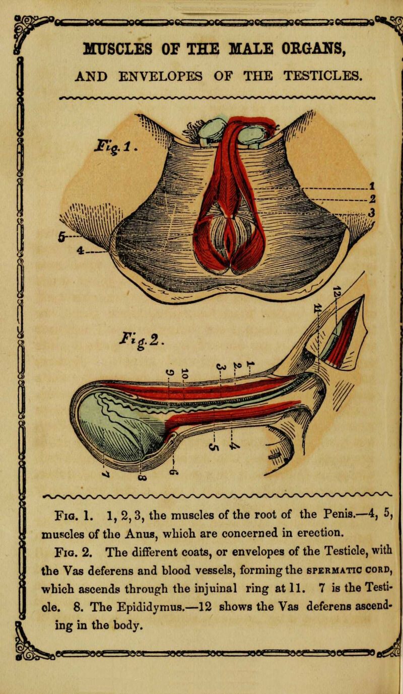 ¥ MUSCLES OF THE MALE ORGANS, AND ENVELOPES OF THE TESTICLES. Fia. 1. 1, 2, 3, the muscles of the root of the Penis.—4, 5, muscles of the Anus, whioh are concerned in erection. Fio. 2. The different coats, or envelopes of the Testicle, with the Vas deferens and blood vessels, forming the spermatic cord, which ascends through the injuinal ring at 11. 7 is the Testi- ole. 8. The Epididymus.—12 shows the Vas deferens ascend- ing in the body.