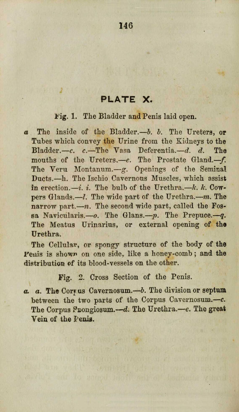 PLATE X. I'ig. 1. The Bladder and Penis laid open. a The inside of the Bladder.—b. b. The Ureters, or Tubes which convey the Urine from the Kidneys to the Bladder.—c. c.—The Vasa Deferentia.—d. d. The mouths of the Ureters.—e. The Prostate Gland.—-f. The Veru Montanum.—g. Openings of the Seminal Ducts.—h. The Ischio Cavernous Muscles, which assist in erection.—i. i. The bulb of the Urethra.—k. k. Cow- pers Glands.—/. The wide part of the Urethra.—m. The narrow part.—n. The second wide part, called the Fos- sa Naviculars.—o. The Glans.—p. The Prepuce.—q. The Meatus Urinarius, or external opening of the Urethra. The Cellular, or spongy structure of the body of the Feiiis is show on one side, like a honey-comb; and the distribution pf its blood-vessels on the other. Fig. 2. Cross Section of the Penis. a. a. The Cor* us Cavernosum.—b. The division or septum between the two parts of the Corpus Cavernosum.—c. The Corpus Poongiosum.—d. The Urethra.—e. The great Vein of the tenia.