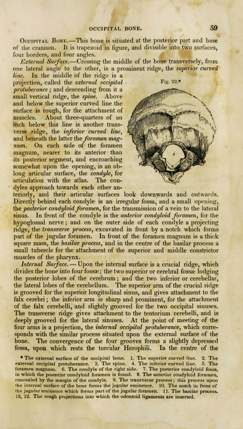 Fig. 22* Occipital Bone.—This bone is situated at the posterior part and base of the cranium. It is trapezoid in figure, and divisible into two surfaces, four borders, and four angles. External Surface.—Crossing the middle of the bone transversely, from one lateral angle to the other, is a prominent ridge, the superior curved line. In the middle of the ridge is a projection, called the external occipital protuberance; and descending from it a small vertical ridge, the spine. Above and below the superior curved line the surface is rough, for the attachment of muscles. About three-quarters of an inch below this line is another trans- verse ridge, the inferior curved line, and beneath the latter the foramen mag- num. On each side of the foramen magnum, nearer to its anterior than its posterior segment, and encroaching somewhat upon the opening, is an ob- long articular surface, the condyle, for articulation with the atlas. The con- dyles approach towards each other an- teriorly, and their articular surfaces look downwards and outwards. Directly behind each condyle is an irregular fossa, and a small opening, the posterior condyloid foramen, for the transmission of a vein to the lateral sinus. In front of the condyle is the anterior condyloid foramen, for the hypoglossal nerve; and on the outer side of each condyle a projecting ridge, the transverse process, excavated in front by a notch which forms part of the jugular foramen. In front of the foramen magnum is a thick square mass, the basilar process, and in the centre of the basilar process a small tubercle for the attachment of the superior and middle constrictor muscles of the pharynx. Internal Surface. — Upon the internal surface is a crucial ridge, which divides the bone into four fossae; the two superior or cerebral fossae lodging the posterior lobes of the cerebrum ; and the two inferior or cerebellar, the lateral lobes of the cerebellum. The superior arm of the crucial ridge is grooved for the superior longitudinal sinus, and gives attachment to the falx cerebri; the inferior arm is sharp and prominent, for the attachment of the falx cerebelli, and slightly grooved for the two occipital sinuses. The transverse ridge gives attachment to the tentorium cerebelli, and is deeply grooved for the lateral sinuses. At the point of meeting of the four arms is a projection, the internal occipital protuberance, which corre- sponds with the similar process situated upon the external surface of the bone. The convergence of the four grooves forms a slightly depressed fossa, upon which rests the torcular Herophili. In the centre of the * The external surface of the occipital bone. 1. The superior curved line. 2. The external occipital protuberance. 3. The spine. 4. The inferior curved line. 5. The foramen magnum. 6. The condyle of the right side. 7. The posterior condyloid fossa, in which the posterior condyloid foramen is found. 8. The anterior condyloid foramen, concealed by the margin of the condyle. 9. The transverse process ; this process upon the internal surface of the bone forms the jugular eminence. 10. The notch in front of the jugular eminence which forms part of the jugular foramen. 11. The basilar process. 12, 12. The rough projections into which the odontoid ligaments are inserted.