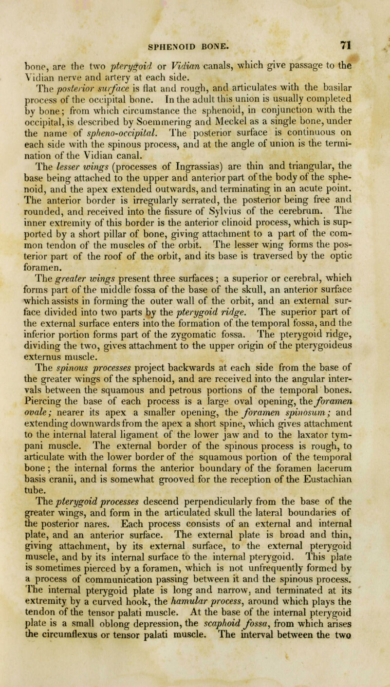 bone, are the two pterygoid or Vidian canals, which give passage to the Vidian nerve and artery at each side. The posterior surface is flat and rough, and articulates with the basilar process of the occipital bone. In the adult this union is usually completed by bone; from which circumstance the sphenoid, in conjunction with the occipital, is described by Soemmering and Meckel as a single bone, under the name of spheno-occipital. The posterior surface is continuous on each side with the spinous process, and at the angle of union is the termi- nation of the Vidian canal. The lesser wings (processes of Ingrassias) are thin and triangular, the base being attached to the upper and anterior part of the body of the sphe- noid, and the apex extended outwards, and terminating in an acute point. The anterior border is irregularly serrated, the posterior being free and rounded, and received into the fissure of Sylvius of the cerebrum. The inner extremily of this border is the anterior clinoid process, which is sup- ported by a short pillar of bone, giving attachment to a part of the com- mon tendon of the muscles of the orbit. The lesser wing forms the pos- terior part of the roof of the orbit, and its base is traversed by the optic foramen. The greater wings present three surfaces ; a superior or cerebral, which forms part of the middle fossa of the base of the skull, an anterior surface which assists in forming the outer wall of the orbit, and an external sur- face divided into two parts by the pterygoid ridge. The superior part of the external surface enters into the formation of the temporal fossa, and the inferior portion forms part of the zygomatic fossa. The pterygoid ridge, dividing the two, gives attachment to the upper origin of the pterygoideus externus muscle. The spinous processes project backwards at each side from the base of the greater wings of the sphenoid, and are received into the angular inter- vals between the squamous and petrous portions of the temporal bones. Piercing the base of each process is a large oval opening, the foramen ovale; nearer its apex a smaller opening, the foramen spinosum; and extending downwards from the apex a short spine, which gives attachment to the internal lateral ligament of the lower jaw and to the laxator tym- pani muscle. The external border of the spinous process is rough, to articulate with the lower border of the squamous portion of the temporal bone ; the internal forms the anterior boundary of the foramen lacerum basis cranii, and is somewhat grooved for the reception of the Eustachian tube. The pterygoid processes descend perpendicularly from the base of the greater wings, and form in the articulated skull the lateral boundaries of the posterior nares. Each process consists of an external and internal plate, and an anterior surface. The external plate is broad and thin, giving attachment, by its external surface, to the external pterygoid muscle, and by its internal surface to the internal pterygoid. This plate is sometimes pierced by a foramen, which is not unfrequently formed by a process of communication passing between it and the spinous process. The internal pterygoid plate is long and narrow, and terminated at its extremity by a curved hook, the hamular process, around which plays the tendon of the tensor palati muscle. At the base of the internal pterygoid plate is a small oblong depression, the scaphoid fossa, from which arises the circumflexus or tensor palati muscle. The interval between the two