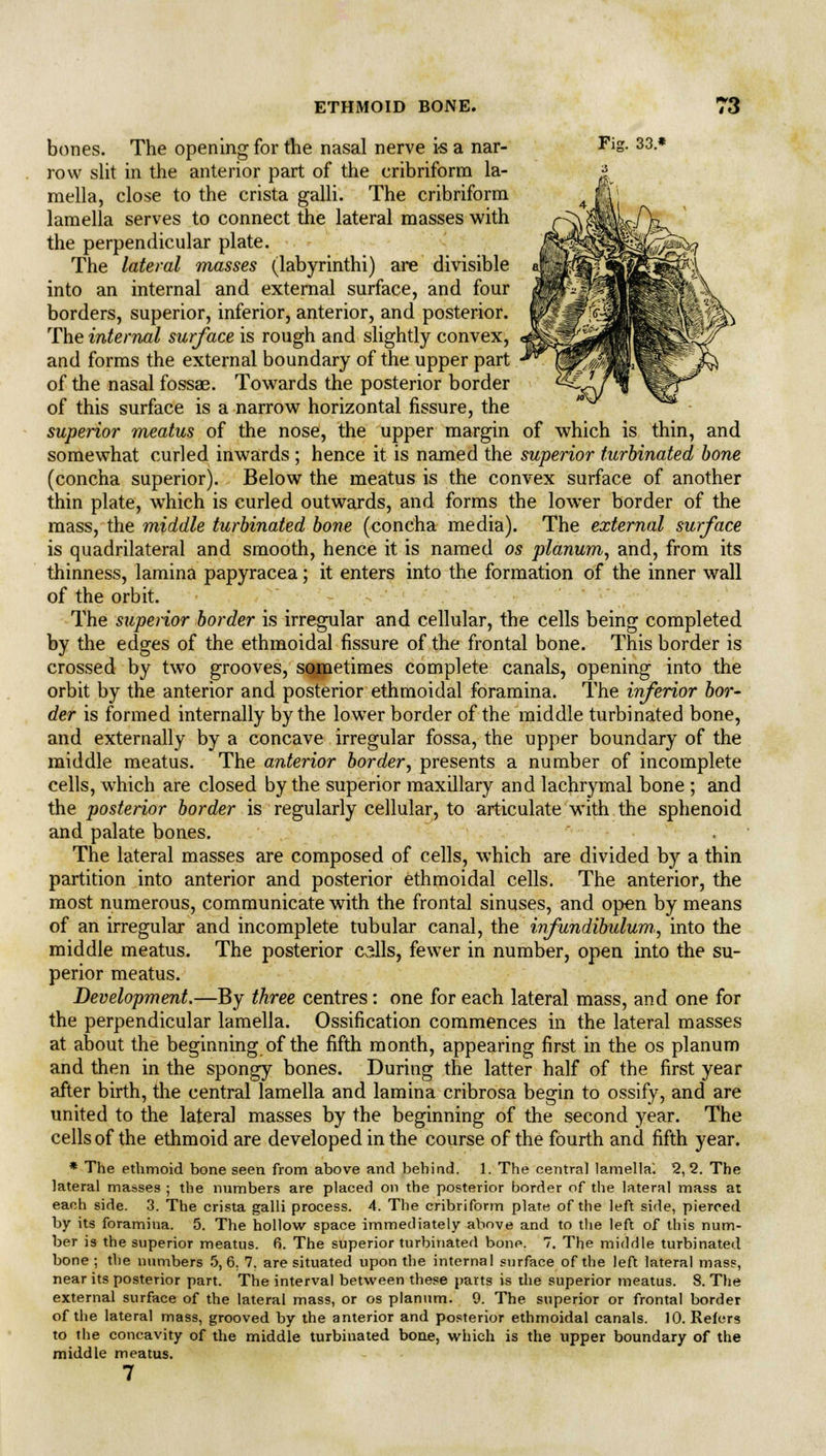 bones. The opening for the nasal nerve is a nar- Fig. 33 * row slit in the anterior part of the cribriform la- mella, close to the crista galli. The cribriform lamella serves to connect the lateral masses with the perpendicular plate. The lateral masses (labyrinthi) are divisible into an internal and external surface, and four borders, superior, inferior, anterior, and posterior. The internal surface is rough and slightly convex, and forms the external boundary of the upper part of the nasal fossae. Towards the posterior border of this surface is a narrow horizontal fissure, the superior meatus of the nose, the upper margin of which is thin, and somewhat curled inwards ; hence it is named the superior turbinated bone (concha superior). Below the meatus is the convex surface of another thin plate, wThich is curled outwards, and forms the lower border of the mass, the middle turbinated bone (concha media). The external surface is quadrilateral and smooth, hence it is named os planum, and, from its thinness, lamina papyracea; it enters into the formation of the inner wall of the orbit. The superior border is irregular and cellular, the cells being completed by the edges of the ethmoidal fissure of the frontal bone. This border is crossed by two grooves, sometimes complete canals, opening into the orbit by the anterior and posterior ethmoidal foramina. The inferior bor- der is formed internally by the lower border of the middle turbinated bone, and externally by a concave irregular fossa, the upper boundary of the middle meatus. The anterior border, presents a number of incomplete cells, which are closed by the superior maxillary and lachrymal bone ; and the posterior border is regularly cellular, to articulate with the sphenoid and palate bones. The lateral masses are composed of cells, which are divided by a thin partition into anterior and posterior ethmoidal cells. The anterior, the most numerous, communicate with the frontal sinuses, and open by means of an irregular and incomplete tubular canal, the infundibulum, into the middle meatus. The posterior calls, fewer in number, open into the su- perior meatus. Development.—By three centres: one for each lateral mass, and one for the perpendicular lamella. Ossification commences in the lateral masses at about the beginning of the fifth month, appearing first in the os planum and then in the spongy bones. During the latter half of the first year after birth, the central lamella and lamina cribrosa begin to ossify, and are united to the lateral masses by the beginning of the second year. The cells of the ethmoid are developed in the course of the fourth and fifth year. * The ethmoid bone seen from above and behind. 1. The central lamella'. 2, 2. The lateral masses ; the numbers are placed on the posterior border of the lateral mass at each side. 3. The crista galli process. 4. The cribriform plate of the left side, pierced by its foramina. 5. The hollow space immediately above and to the left of this num- ber is the superior meatus. 6. The superior turbinated bone. 7. The middle turbinated bone ; the numbers 5, 6. 7. are situated upon the internal surface of the left lateral mass, near its posterior part. The interval between these parts is the superior meatus. 8. The external surface of the lateral mass, or os planum. 9. The superior or frontal border of the lateral mass, grooved by the anterior and posterior ethmoidal canals. 10. Refers to the concavity of the middle turbinated bone, which is the upper boundary of the middle meatus. 7